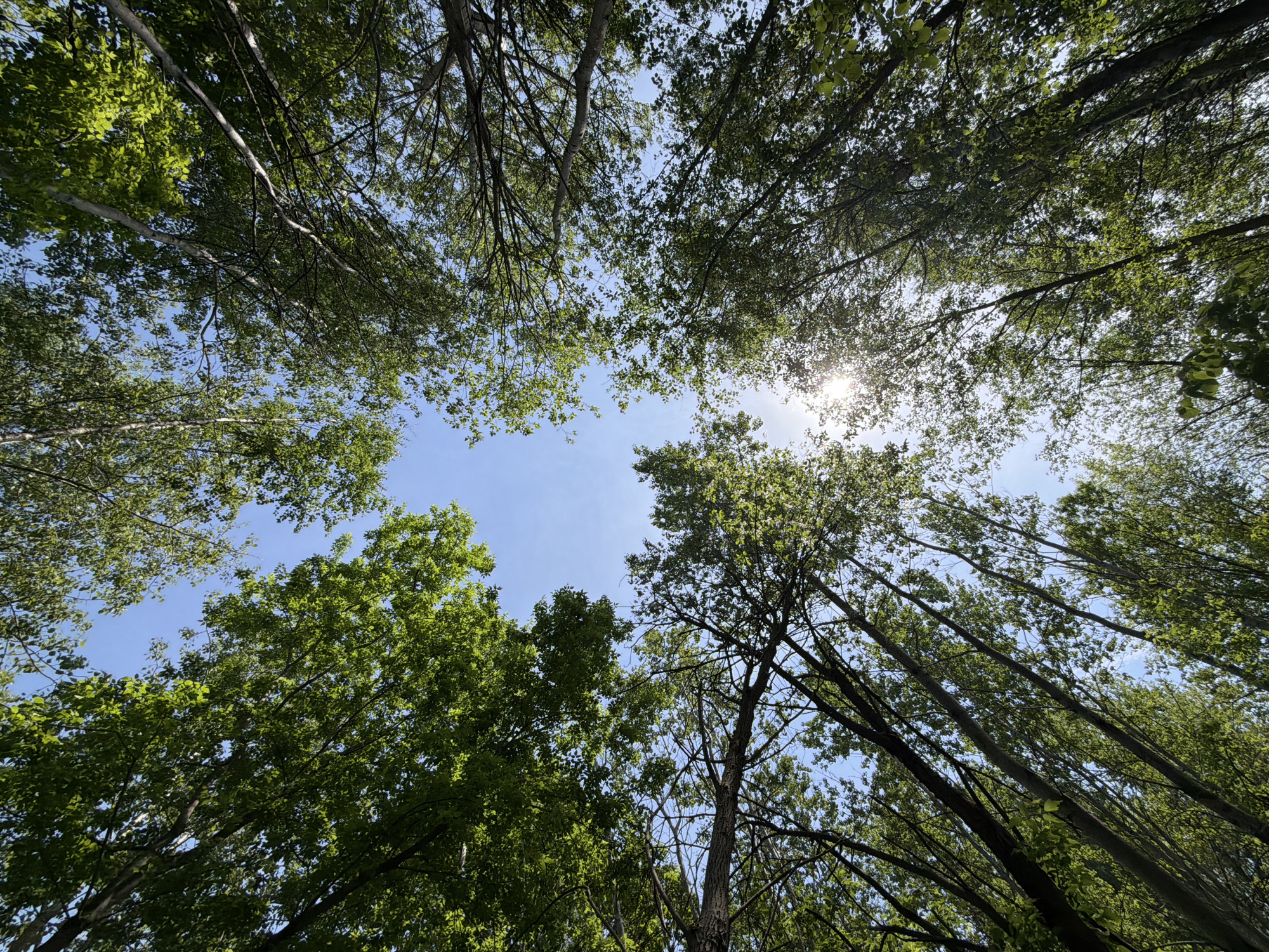 The image is a low-angle shot looking up through a dense canopy of trees, most likely in a forested area within or near the city of Unknown, Unknown. The trees are predominantly green-leaved, suggesting a temperate or subtropical climate during the growing season. Sunlight filters through the leaves, creating a bright spot in the center of the frame. The sky is visible through gaps in the canopy, revealing a light blue hue. The trunks of some trees are visible, appearing dark against the brighter sky. The perspective emphasizes the height and density of the forest. There are no visible people or other identifiable objects.