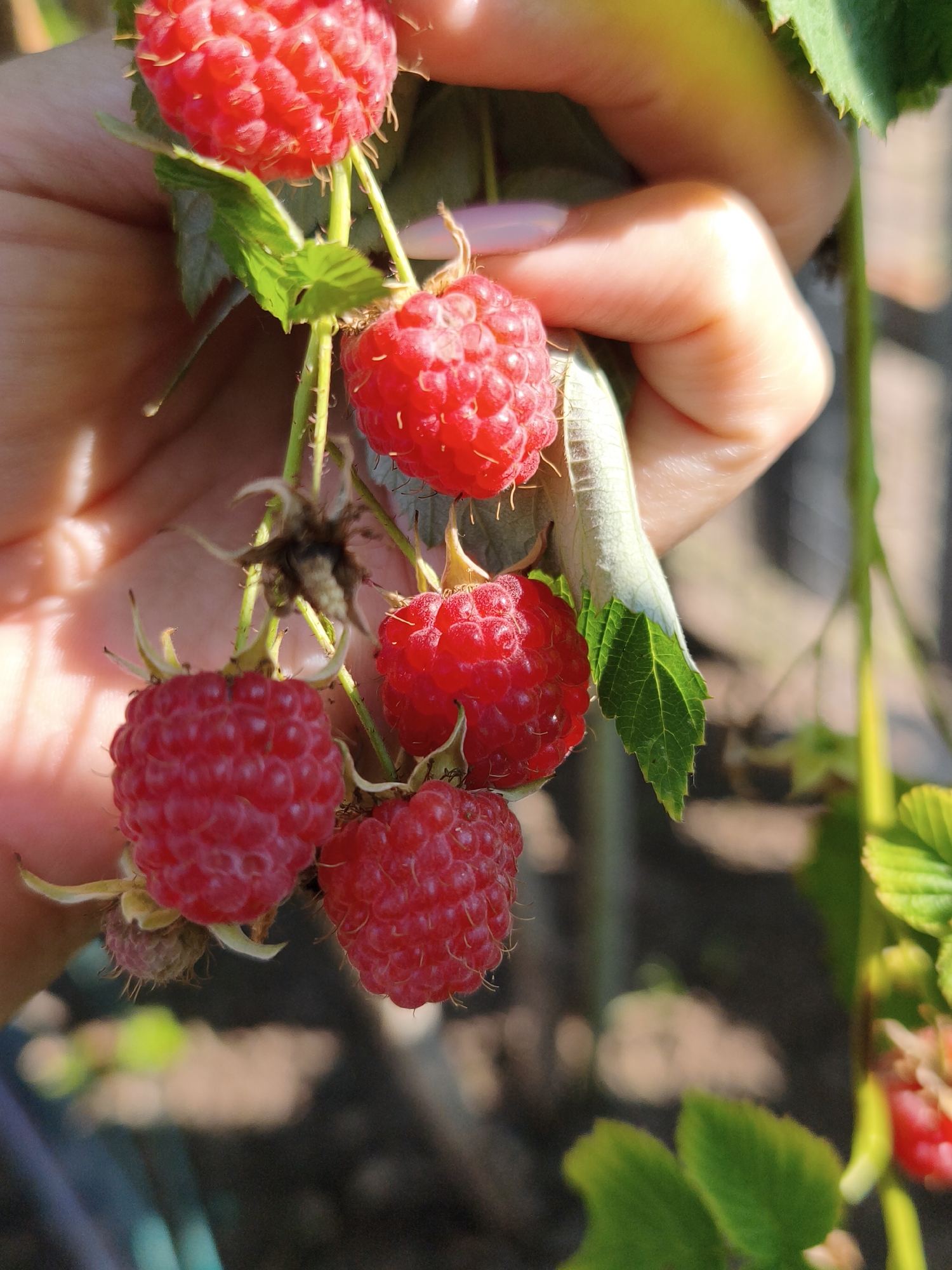 A close-up, vertically oriented, eye-level shot captures a cluster of ripe red raspberries being held by a person's hand. The hand, with light-toned skin and a light pink fingernail polish, gently supports the berry-laden stem. Several raspberries, varying in size and fullness, are visible, each composed of numerous drupelets. Green leaves, some with serrated edges, are interspersed among the berries and stem. The background is blurred, suggesting an outdoor setting with soft, dappled sunlight creating bright highlights and shadows on the hand and berries. The overall impression is one of fresh, natural bounty, likely in a garden or on a farm. The location is described as Chaikovsky, Russia.