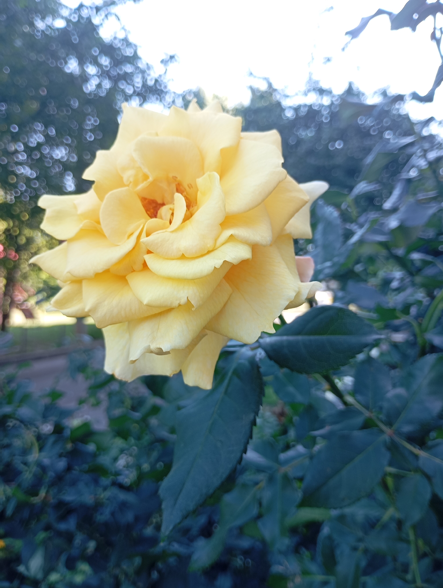 A close-up, low-angle shot features a bright yellow rose in full bloom. The rose, positioned on the right side of the frame, has numerous ruffled petals, with the center appearing a slightly deeper orange hue. Its stem and leaves are visible below, rendered in a dark, almost bluish-green due to the lighting. The background is softly blurred, with bokeh effects from distant lights or sunlight filtering through trees. The overall environment suggests an outdoor setting, possibly a park or garden, with hints of green grass and foliage in the distance. There are no people or animals visible. The image is likely from Kharkiv, Ukraine, given the prompt.