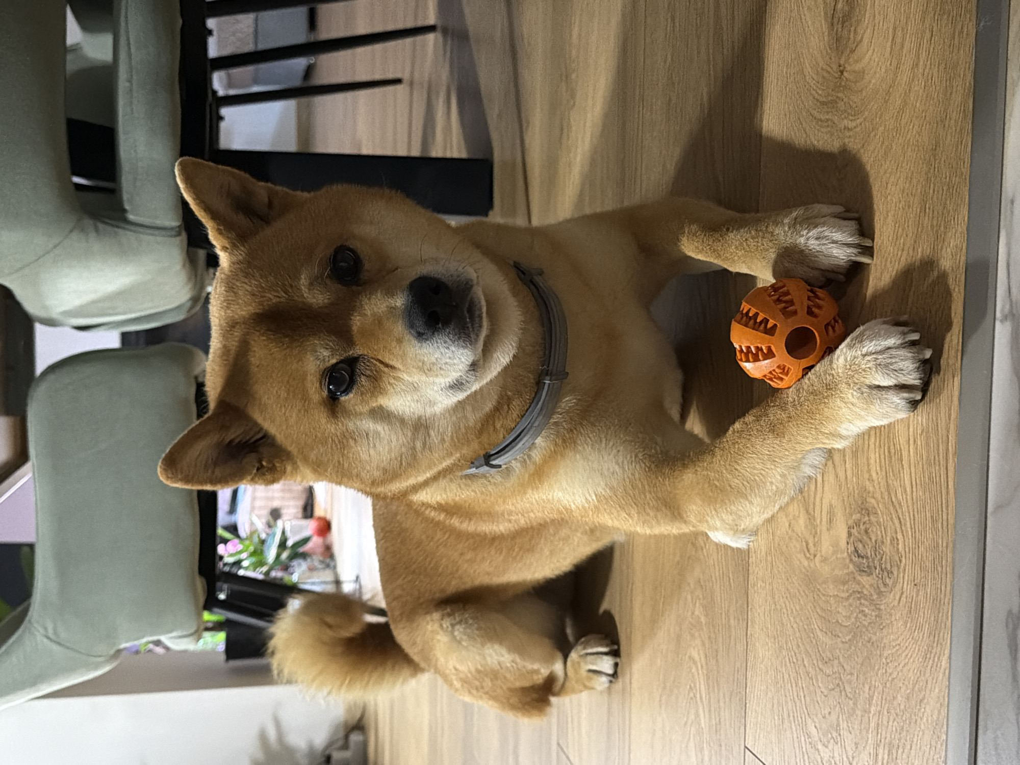 A Shiba Inu dog with tan fur lies on a wooden floor. It has a gray collar around its neck and an orange, textured ball placed in front of its paws. The dog is looking directly at the camera. In the background, blurred chairs are visible, suggesting an indoor setting. The image does not provide information about the location in the city of Priseltsi, Bulgaria.
