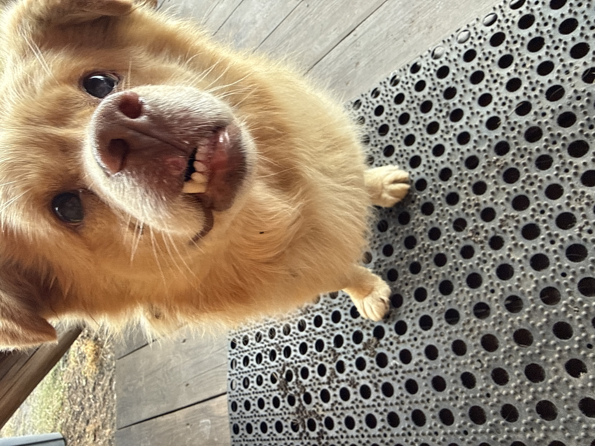 A tan, medium-sized dog with slightly bared teeth is seen in an extreme close-up, shot from an overhead perspective. The dog is partially positioned on a gray, patterned rubber mat with many circular holes. To the left of the mat, a portion of a wooden surface is visible. The location is unspecified, and there is no indication that this is Tyulyuk, Russia. There are no people present.