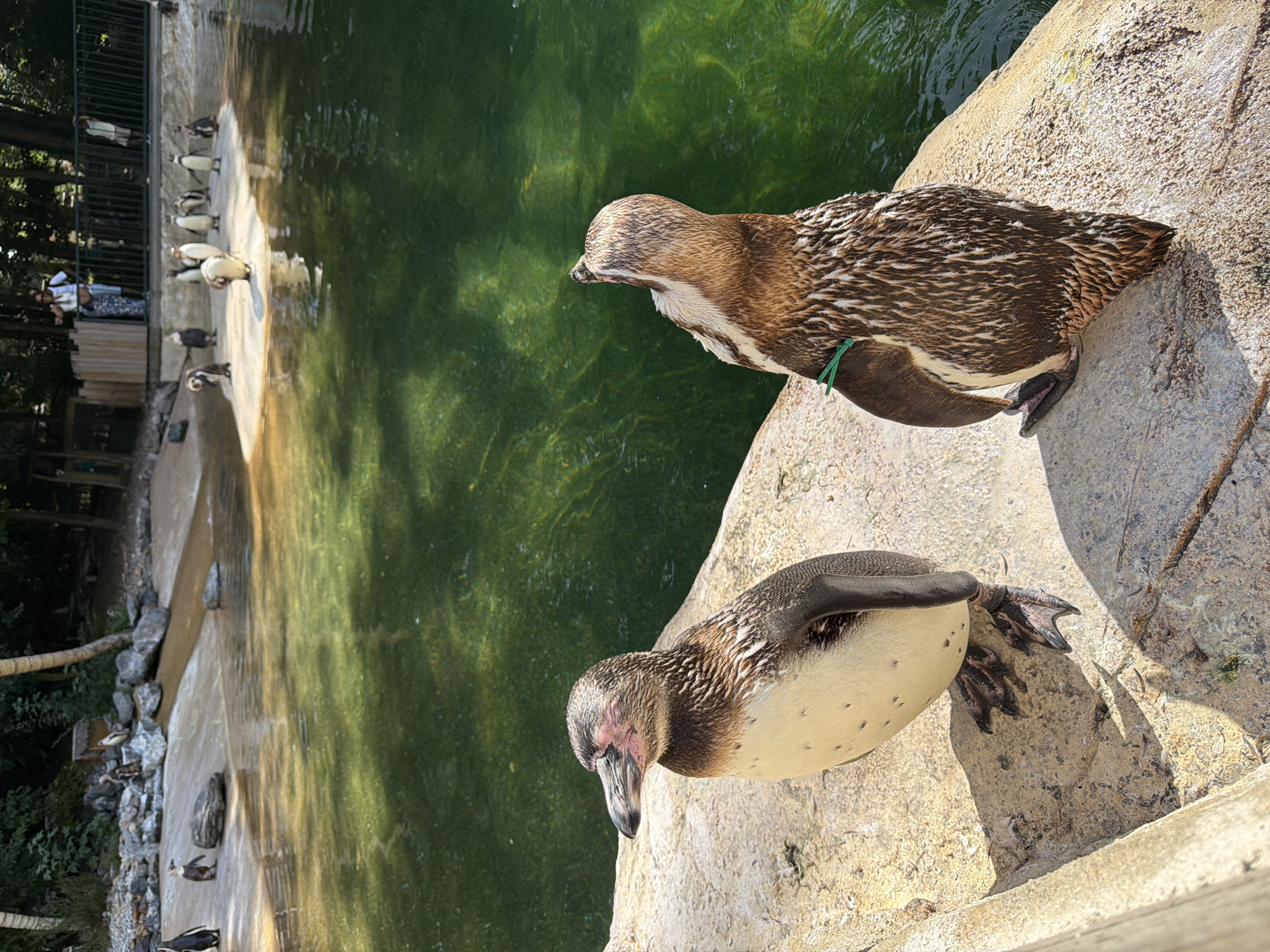 This media file captures a scene at a zoo, likely the ZooParc de Beauval in Saint-Aignan, France, featuring a group of penguins by a body of water. The image is oriented vertically, showing a pool of green water with sunlight reflecting on its surface, suggesting it is daytime and likely sunny.
In the foreground, two penguins are prominent. The lower penguin, facing the viewer, is on a sandy, rocky embankment. It has dark grey and white plumage, with speckles of black on its white belly and a distinctive pinkish patch around its eyes. Its webbed feet are clearly visible, gripping the rough surface. Behind it, another penguin is perched on the same embankment, leaning forward as if about to enter the water. This penguin exhibits similar markings, with a more mottled brown and white pattern on its back and head, and a bright green band around its chest. The texture of its feathers appears wet in places.
In the background, a larger group of penguins are gathered by the edge of the water. They are lined up along a concrete ledge that separates the land from the pool. Some of these penguins are standing upright, while others are crouched. The water's edge is lined with rocks and some vegetation, hinting at a landscaped enclosure designed to mimic a natural habitat. Further back, beyond a metal fence, trees and some structures suggesting visitor areas or enclosures can be seen, further reinforcing the zoo setting. The overall impression is one of a peaceful day at the zoo, with the penguins in their enclosure. No text is visible in the image.