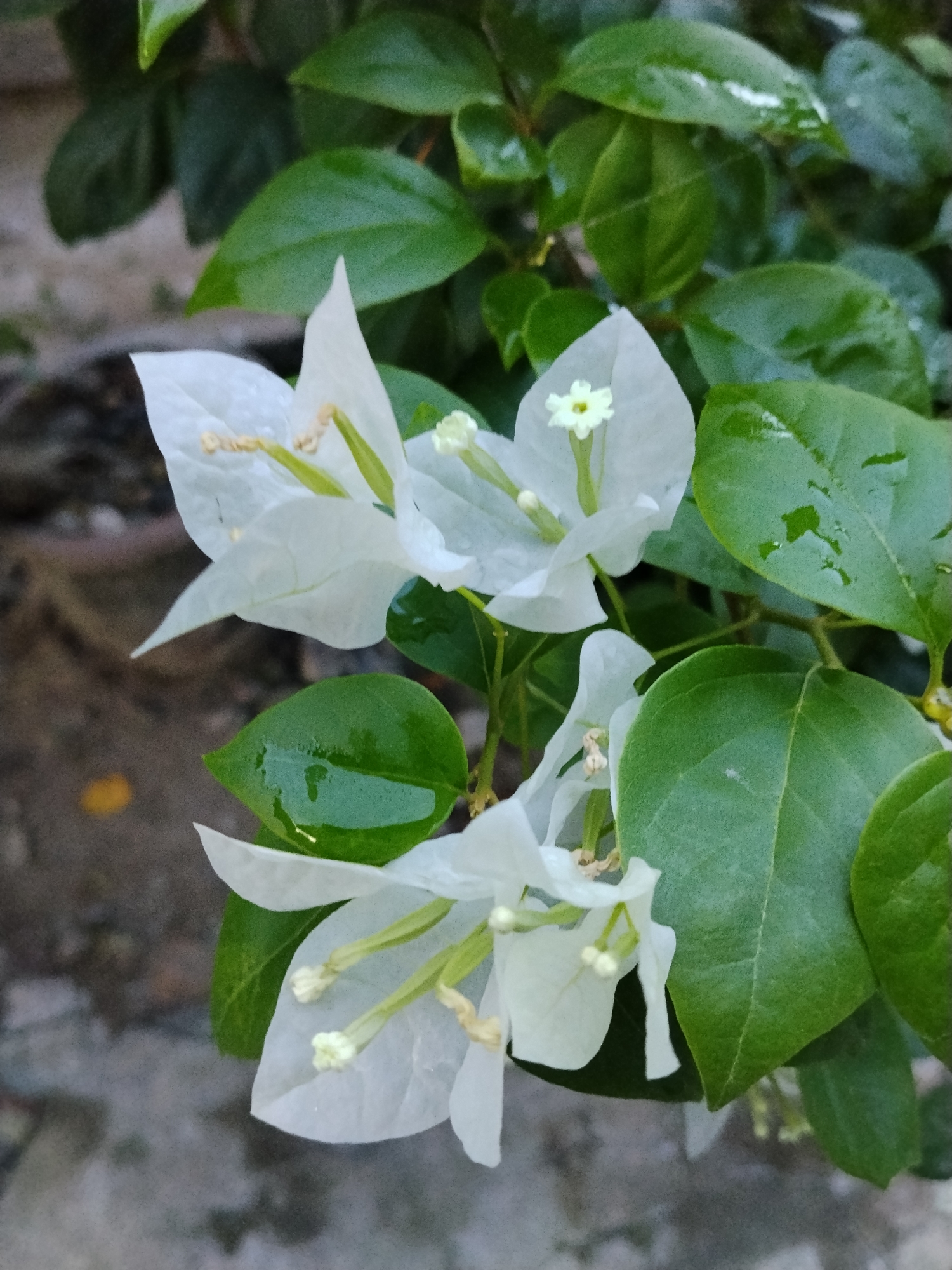 The image shows a close-up view of white bougainvillea flowers with green leaves, likely taken outdoors. The leaves and bracts of the flower show water droplets, suggesting recent rain or watering. The background appears to be a blurred outdoor setting. The precise location within Lhokseumawe, Indonesia is not discernible from the given visual information. There are no people visible in the image.