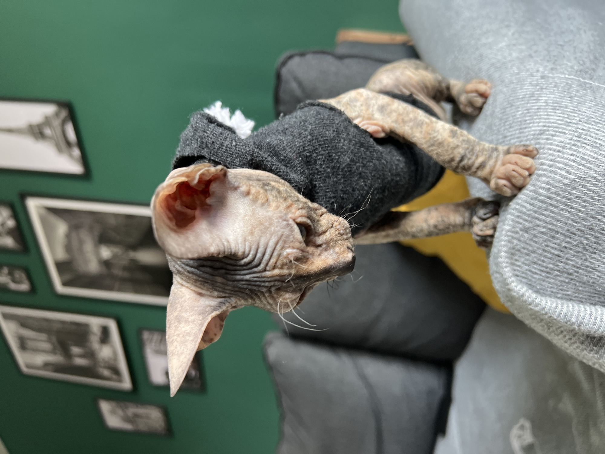 A Sphynx cat wearing a dark grey sweater is resting on a grey couch. The cat's head is tilted, with one ear clearly visible. The cat's paws are also visible on the couch. A green wall with framed black and white photographs is in the background. There is no indication of this picture being taken in Kazan, Russia.