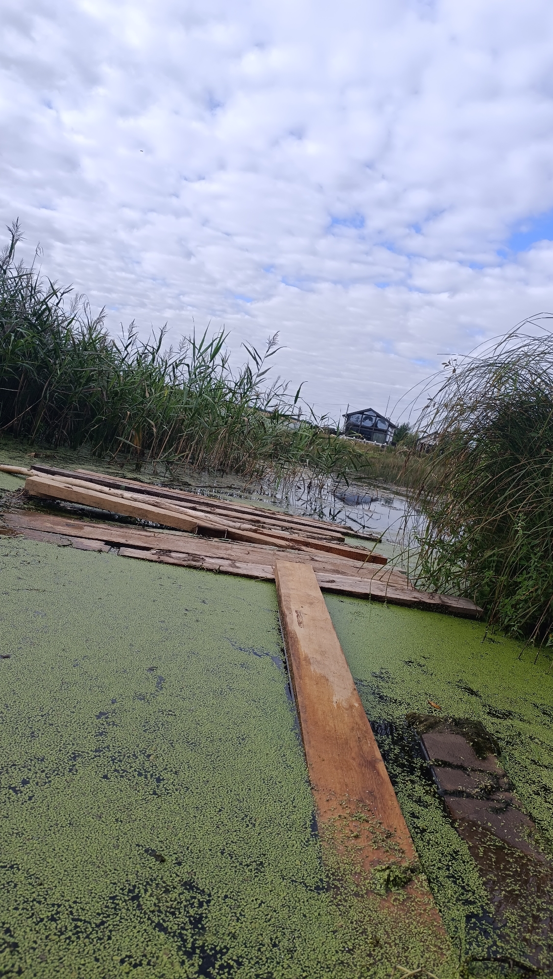The image depicts a murky, green-algae-covered body of water with a makeshift wooden walkway constructed from planks. The walkway is partially submerged and appears unstable. Tall reeds and grasses line the edges of the water. In the background, a dark, modern-looking building with a distinctive glass facade is visible across the water, along with what appears to be a small dark vehicle. The sky is overcast with scattered clouds. There are no people or animals visible in the image. The scene is located in Karsha, Russia.