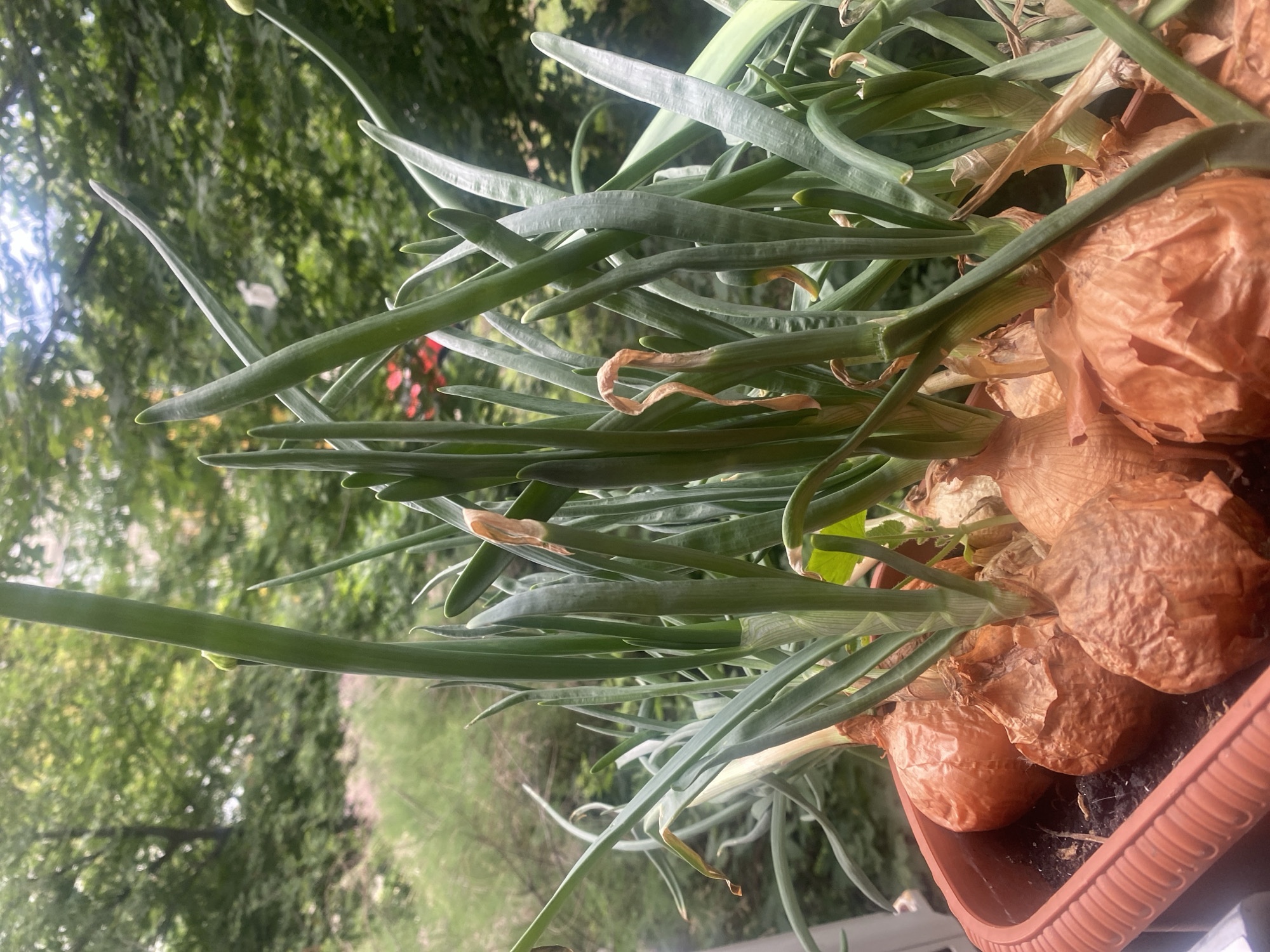The image shows a close-up, vertically oriented view of a potted plant with many long, green, onion-like leaves and several brown, dried onion bulbs at the base. The bulbs are clustered together in a brown plastic pot filled with dark soil. The leaves are a vibrant green, some appearing slightly wilted or dried at the tips. The background is blurred, showing a lush, green environment with trees and foliage, suggesting an outdoor setting. There are hints of sunlight filtering through the leaves, creating bright spots and shadows, possibly indicating a sunny day. The overall impression is one of nature and growth, with the focus on the onion plants. The location is indicated as Samara, Russia, and the time of day appears to be daytime, likely during warmer months due to the greenery. No people are visible, and there is no visible text in the image.