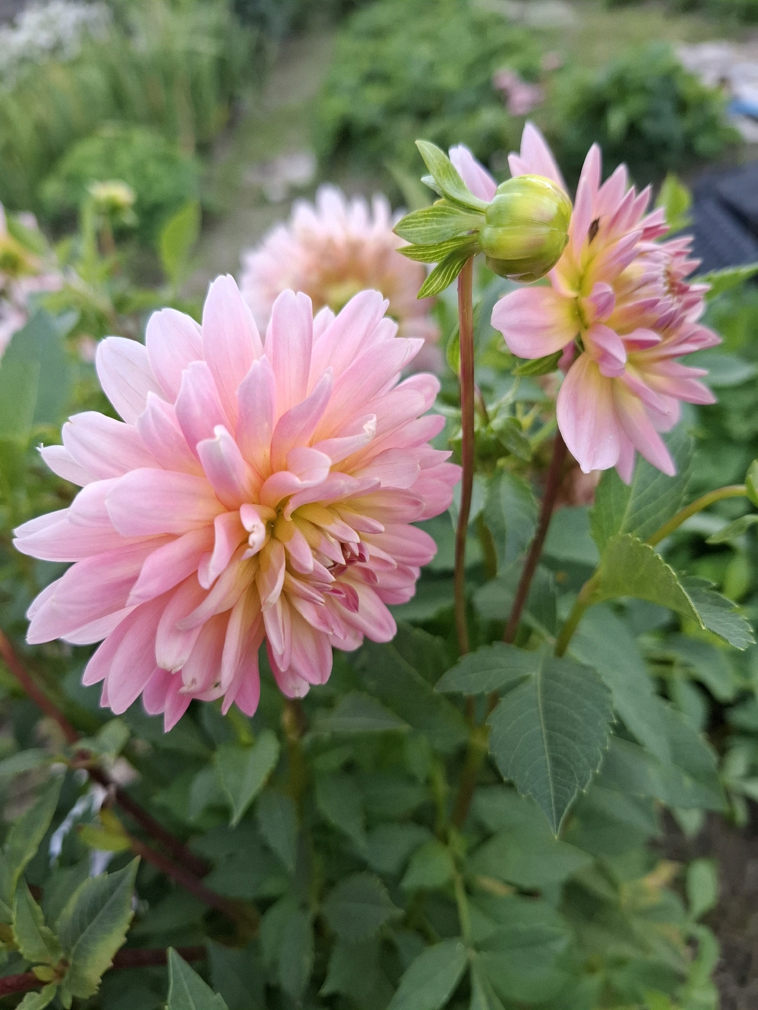 This is a close-up, eye-level, outdoor photograph of pink dahlias with yellow centers, and a green bud. The flowers are in focus in the foreground, with their petals displaying various shades of pink and yellow. The background is softly blurred, showing green foliage and other plants, indicating a garden setting. There are no people or man-made objects visible in the image. The scene appears to be in a naturalistic setting within the city of Romantik, Russia, and the lighting suggests it was taken during the daytime.