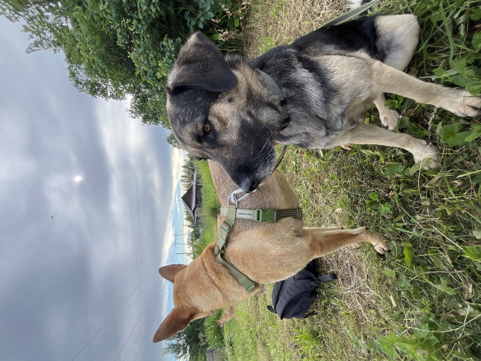 Two dogs are in a grassy outdoor area. One dog, mostly visible, is a large German Shepherd mix with black, gray, and tan fur. Its head is turned towards the other dog, and it appears to be sniffing or interacting with it. The second dog is smaller and has tan fur. It is wearing a green harness with the text "PRO COMFORT" visible on it. The dogs are in a field with tall grass and some green bushes. In the background, there is a wooden building, power lines, and a cloudy sky. The overall setting suggests a rural or semi-rural location. The lighting indicates it is daytime, likely overcast.