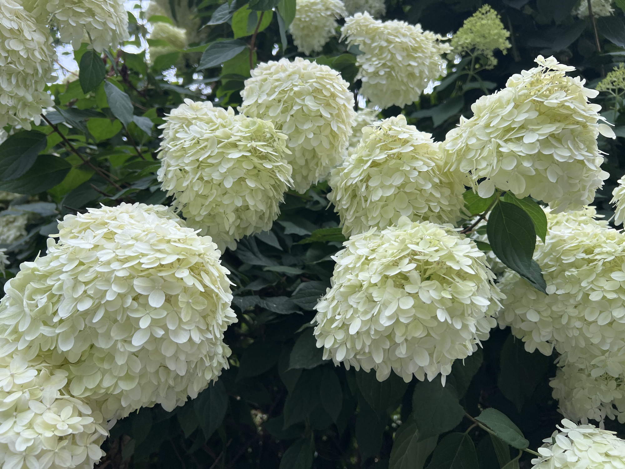 The image shows a close-up view of several large, conical clusters of white hydrangea blossoms. The flowers are abundant and densely packed, with many small, delicate petals. They are set against a backdrop of dark green leaves and some lighter green foliage. The lighting suggests an overcast or shaded day. The image does not contain any people, actions, or interactions. It is a still-life composition of flowers. The location in Stockholm, Sweden is not discernible from the visual information in the image.