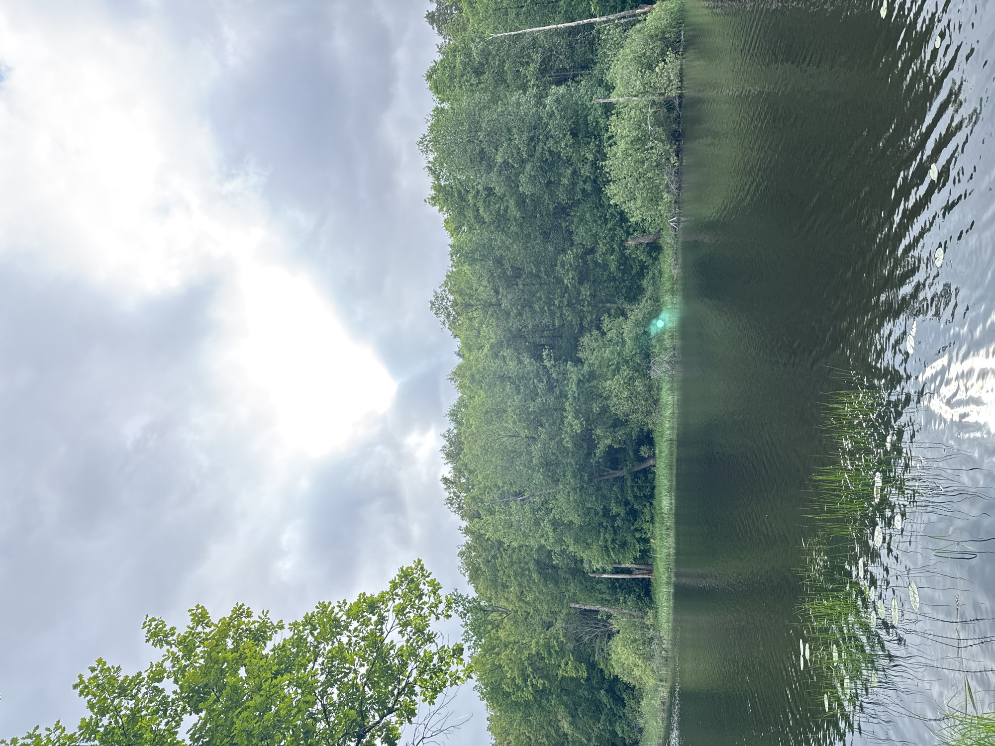 The image depicts a tranquil natural landscape, likely a lake or large pond, near Chaikovsky, Russia, observed under an overcast sky. In the upper left foreground, vibrant green leaves of a tree branch, possibly an oak, partially frame the scene. The sky occupies the upper third of the image, characterized by a dense cover of grey and white clouds, with a bright, overexposed patch in the upper right where the sun is obscured, creating a faint green lens flare visible on the water and trees below.
The distant shoreline, which defines the middle section of the image, is densely covered with a verdant forest, predominantly composed of various deciduous trees with lush green foliage. Along this forest edge, close to the water, two prominent bare tree trunks (snags) are visible on the left side, and a slender, lighter-colored tree trunk stands on the far right. The immediate bank features thick green bushes and patches of tall grasses.
The dark water of the lake fills the lower half of the frame. Its surface is gently rippled, reflecting the overcast sky as lighter streaks and the dense greenery of the opposite shore as darker tones. In the bottom center, numerous tall, thin blades of aquatic grass or reeds emerge from the water, interspersed with several small, circular green lily pads floating on the surface. No human figures, animals, or man-made structures are visible within the frame.