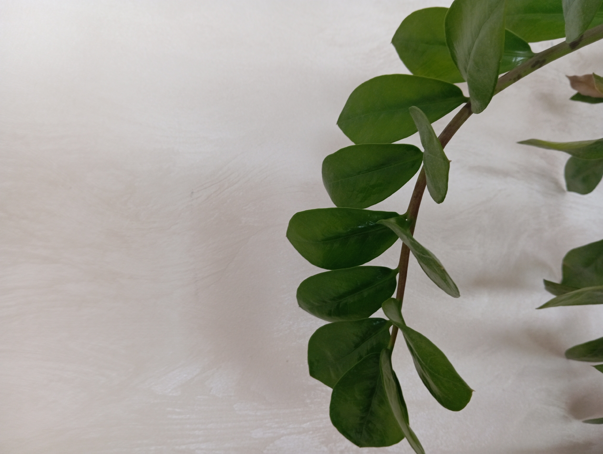A close-up, eye-level shot captures a Zamioculcas zamiifolia plant's stem and leaves against a textured, light-colored wall. The stem is brown and thin, branching out and supporting multiple ovate, dark green leaves. The leaves are smooth and shiny, with prominent veins visible on some. The background wall has an uneven, stucco-like texture with subtle shadows cast by the plant. The lighting appears soft and diffused, creating a gentle contrast between the plant and the wall. There are no people or other objects present in the frame. The scene is indoors, suggesting a domestic or office environment. The location is not identifiable within the city of Hlynytsi, Ukraine, from the visual information provided.
