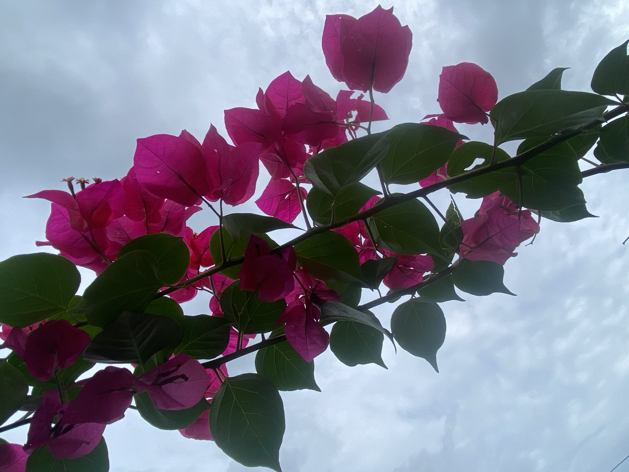 The image displays a vibrant branch of bougainvillea flowers and leaves set against an overcast sky. The subjects are the deep magenta-pink bougainvillea bracts (often mistaken for petals) and lush green ovate leaves, with the pale, cloudy sky filling the background. The branch extends diagonally across the frame, primarily from the bottom left to the top right, showcasing clusters of the bright flowers.
No specific activity or event is taking place; it is a static capture of natural flora.
Notable details include the time of day, which appears to be daytime due to the visible sky, but the diffused light suggests an overcast or cloudy weather condition. The sky is a uniform light grey with soft, wispy cloud formations. The bougainvillea flowers glow with intense color, indicative of light passing through their delicate structure. Some of the actual small, cream-colored flowers are visible within the magenta bracts, particularly in the cropped views. The leaves are a rich green, appearing slightly darker where they overlap or are less illuminated. The image evokes a sense of natural beauty and tranquility, with the vivid plant contrasting against the subdued sky. The location cue (Tinaquillo, Venezuela) is consistent with the presence of bougainvillea, a common plant in tropical and subtropical regions. There is no visible text in the image.