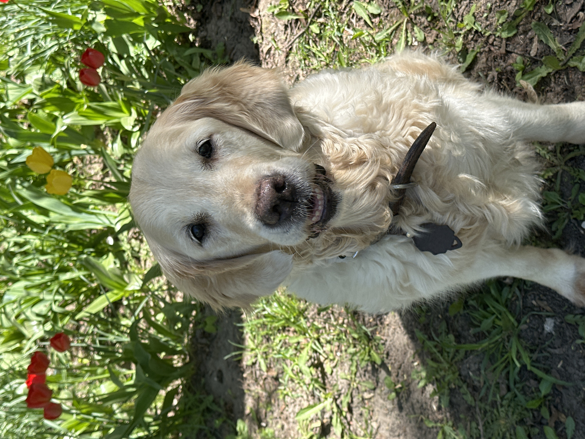 A medium-sized, light-colored dog lies on the grass in an outdoor setting. To the dog's left, there are red and yellow tulips in bloom. The ground consists of grass and patches of bare earth. The dog wears a collar with a dark-colored object attached to it. The scene appears to be taken during daylight, as there is natural lighting present. The city and state are Unknown.