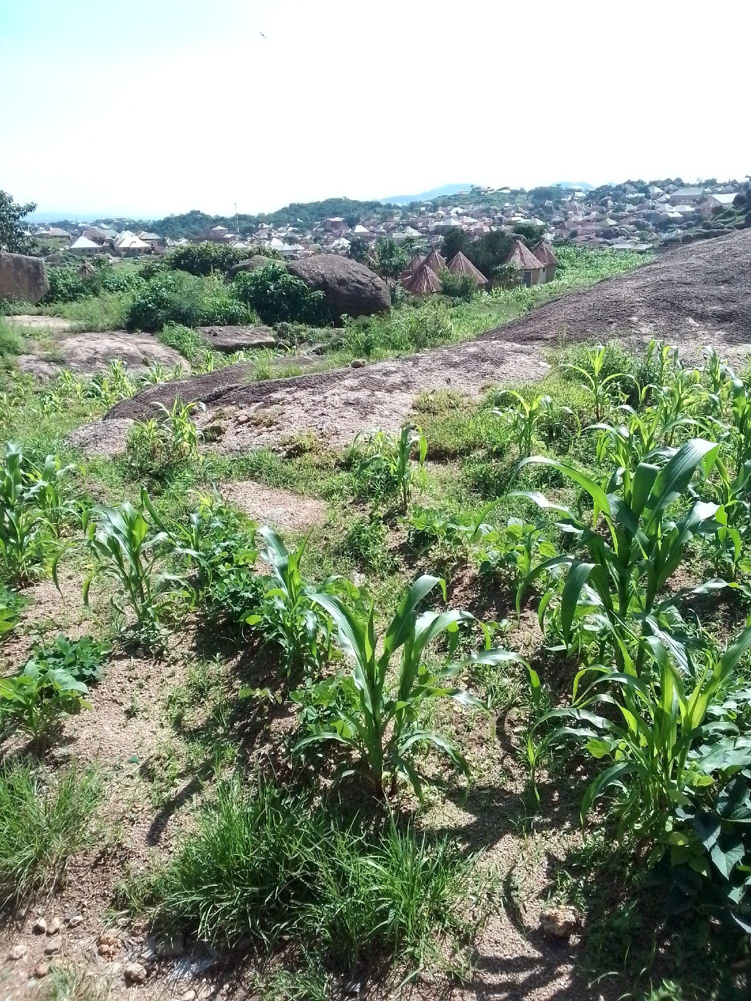 This is a wide shot of a rural village scene, taken on a clear day. In the foreground, a small cornfield is growing on sandy soil, with several rows of young corn plants. Patches of grass and some leafy green plants are also visible. Beyond the cornfield, large, weathered rock formations dominate the landscape, interspersed with more vegetation. In the mid-ground, a cluster of thatched-roof huts with conical tops are nestled amongst trees. Further in the distance, a sprawling village with numerous buildings, many with light-colored roofs, spreads across rolling hills covered in trees. The horizon is marked by a range of low, blue-tinted mountains under a bright, cloudless sky. A single bird is visible in flight high in the sky.
