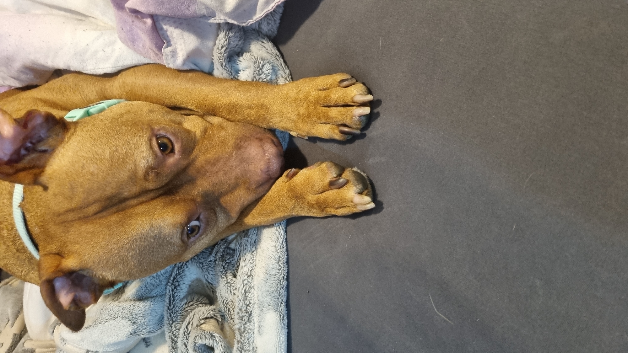 A brown dog, likely a Pitbull or similar breed, is lying down and looking directly at the viewer. The dog has short, reddish-brown fur and is wearing a light blue or mint green collar. Its head is slightly tilted, and its dark eyes convey a soft, curious, and relaxed expression.
The dog is resting on a textured, light-colored blanket or throw, which has shades of white, gray, and possibly a hint of purple, suggesting an indoor setting like a bed or couch. Its front paws are visible, extended in front of its body, and the nails appear somewhat long and light-colored.
To the right of the dog, the background is a plain, dark gray or black surface, possibly part of the couch or another blanket. The lighting is soft, illuminating the dog's features without harsh shadows. The overall scene suggests a calm and comfortable moment indoors. There is no visible text in the image.