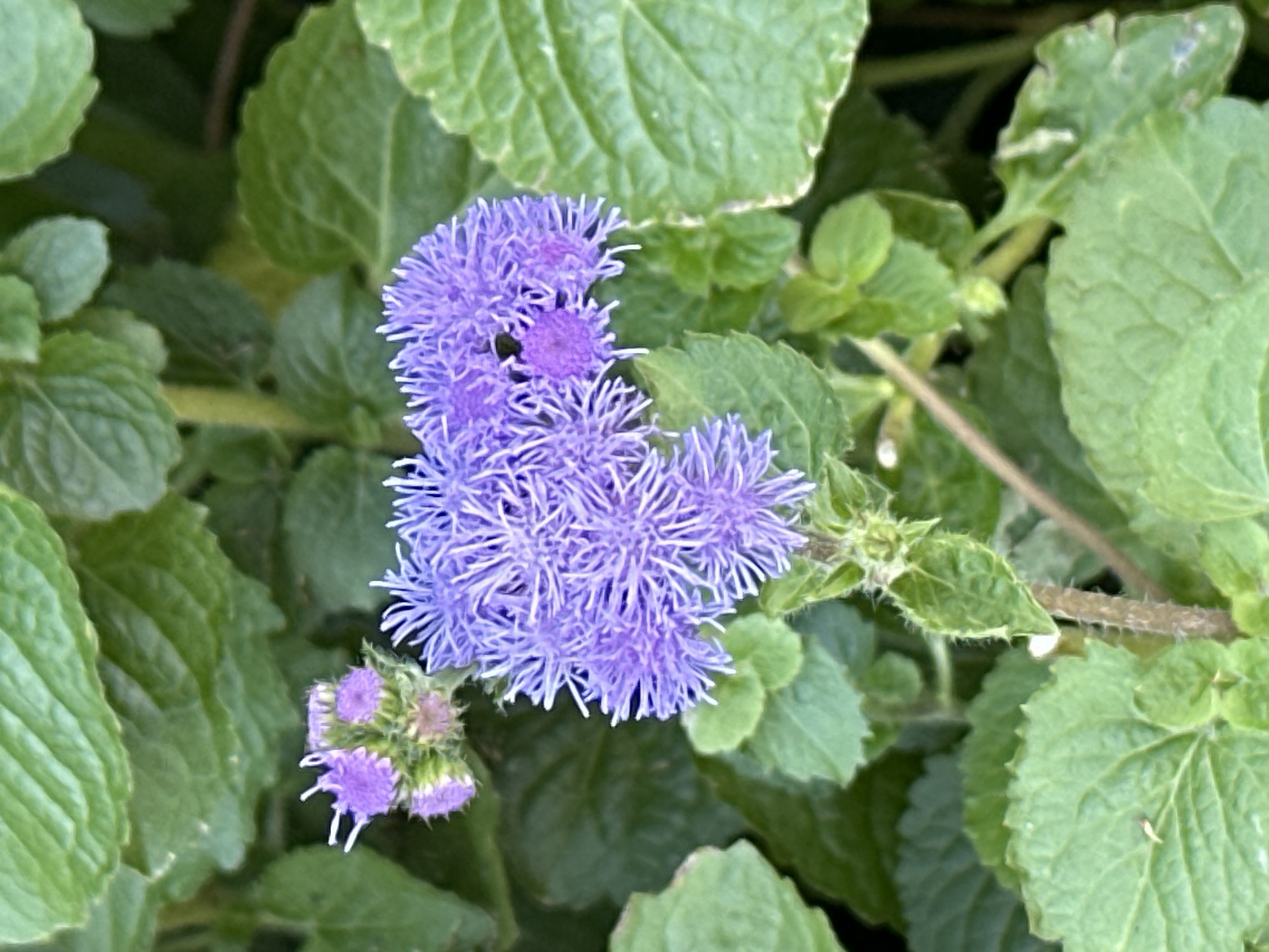 In Sochi, Russia, a close-up shot captures a cluster of vibrant purple Ageratum flowers amidst lush green foliage. The delicate, fluffy blooms are surrounded by large, textured leaves with serrated edges. The focus is sharp on the flowers, highlighting their intricate structure, while the surrounding leaves are slightly blurred, creating a sense of depth. The lighting suggests it is daytime, with natural light illuminating the scene. The image is devoid of any human presence or discernible human activity, focusing solely on the natural beauty of the flowers and their environment.