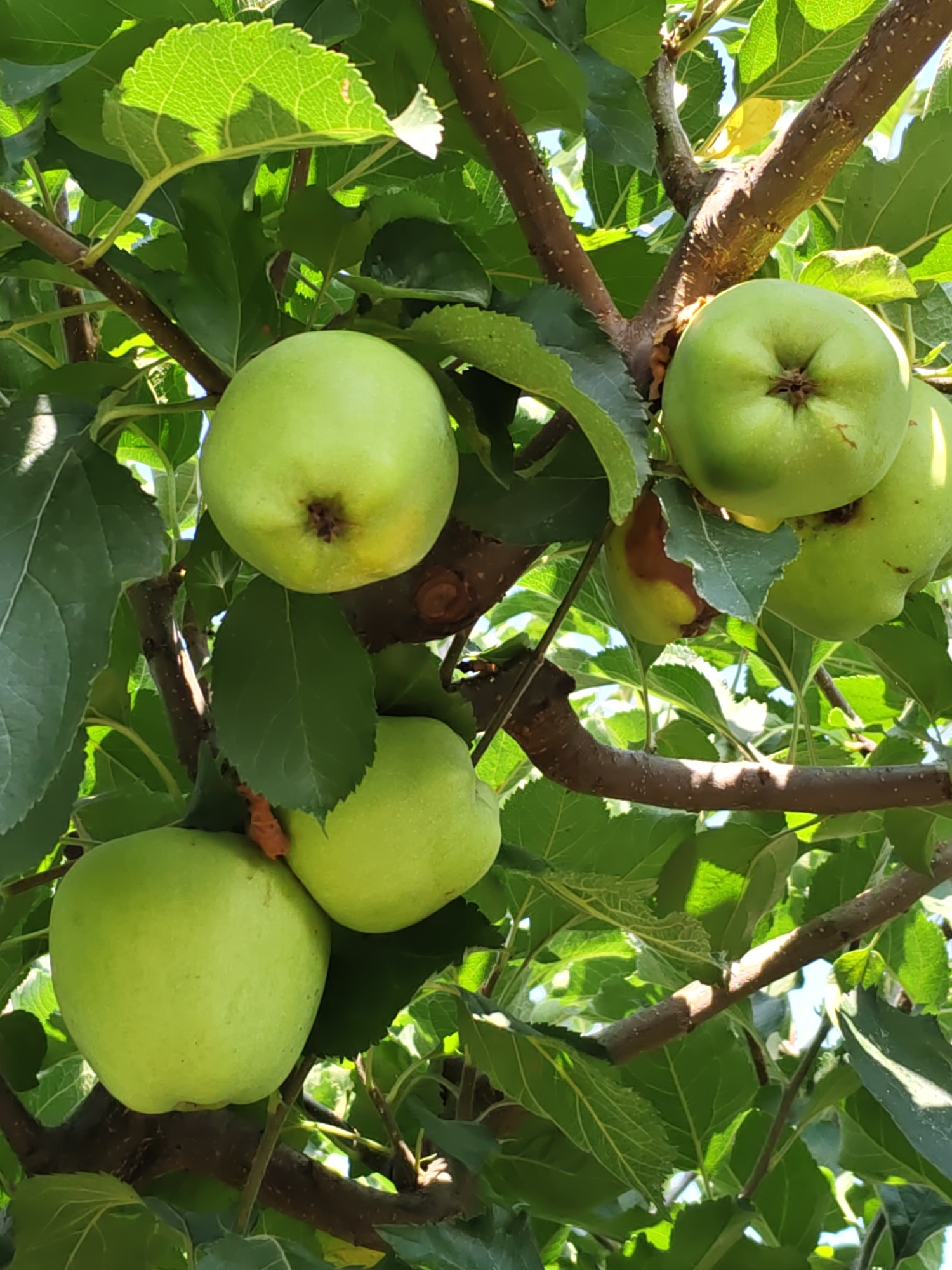 In an apple tree located in Nizhnedonskoy, Russia, multiple green apples hang from branches amidst lush green leaves. The apples vary in ripeness, with some showing slight browning or imperfections. The branches are thick and woody, supporting the weight of the fruit. Sunlight filters through the leaves, casting shadows and highlighting the texture of the apples and foliage. The scene depicts a natural setting, likely a garden or orchard.