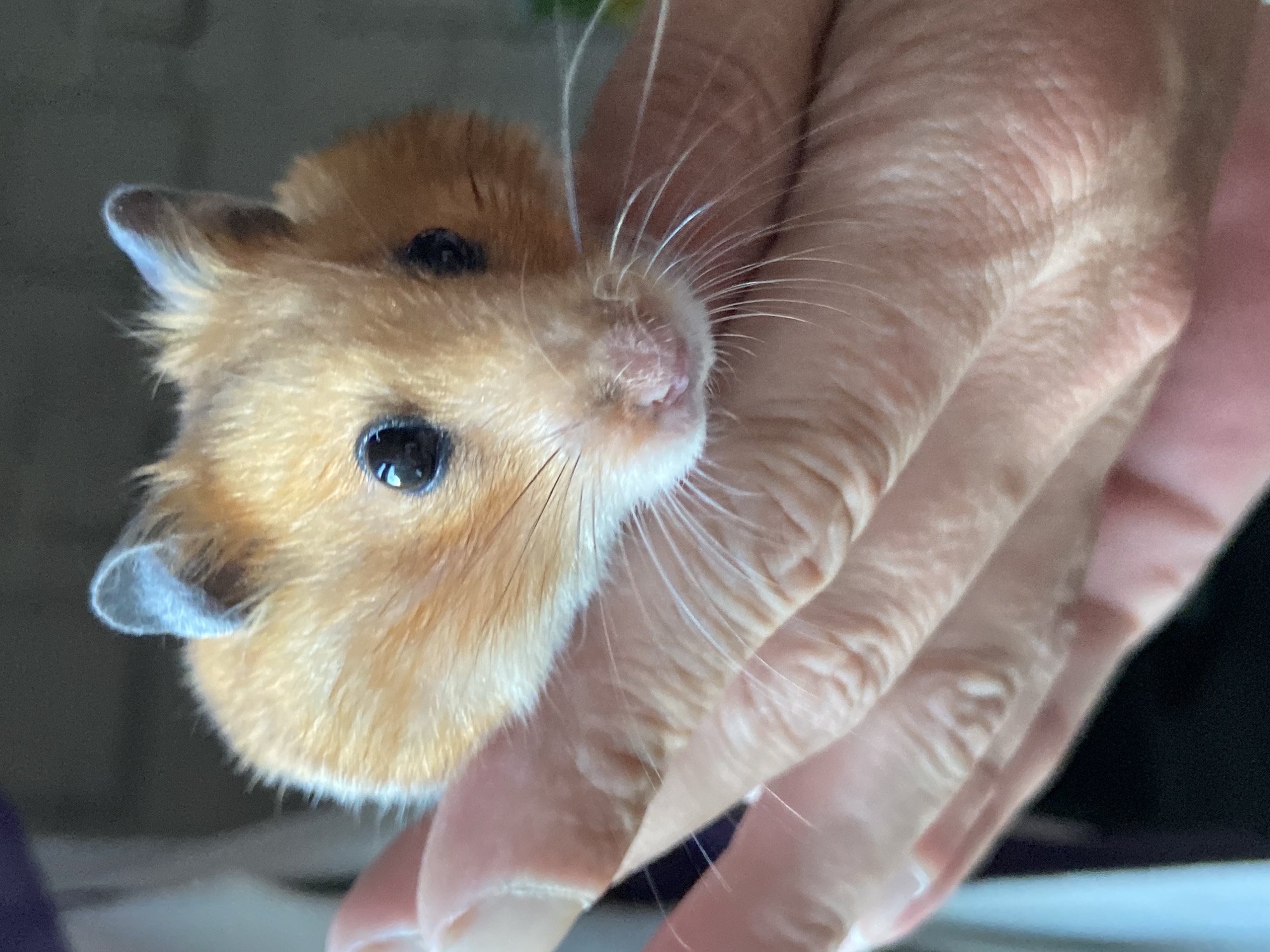 A close-up, slightly blurry, overhead shot shows a person's hand gently holding a light brown hamster. The hamster's head is the primary focus, with its face turned towards the camera. It has black, beady eyes and long, white whiskers. Its ears are visible, one with a pale gray tip. The hamster's fur is a warm, golden brown, and it appears to be nestled between the fingers of the hand. The hand itself is light-skinned, with visible lines and creases on the fingers, indicating an adult. The background is out of focus, with dark and light areas suggesting an indoor setting. The lighting is soft, with no harsh shadows. The overall impression is one of tenderness and care, with the focus on the small creature being held. There is no visible text in the image.