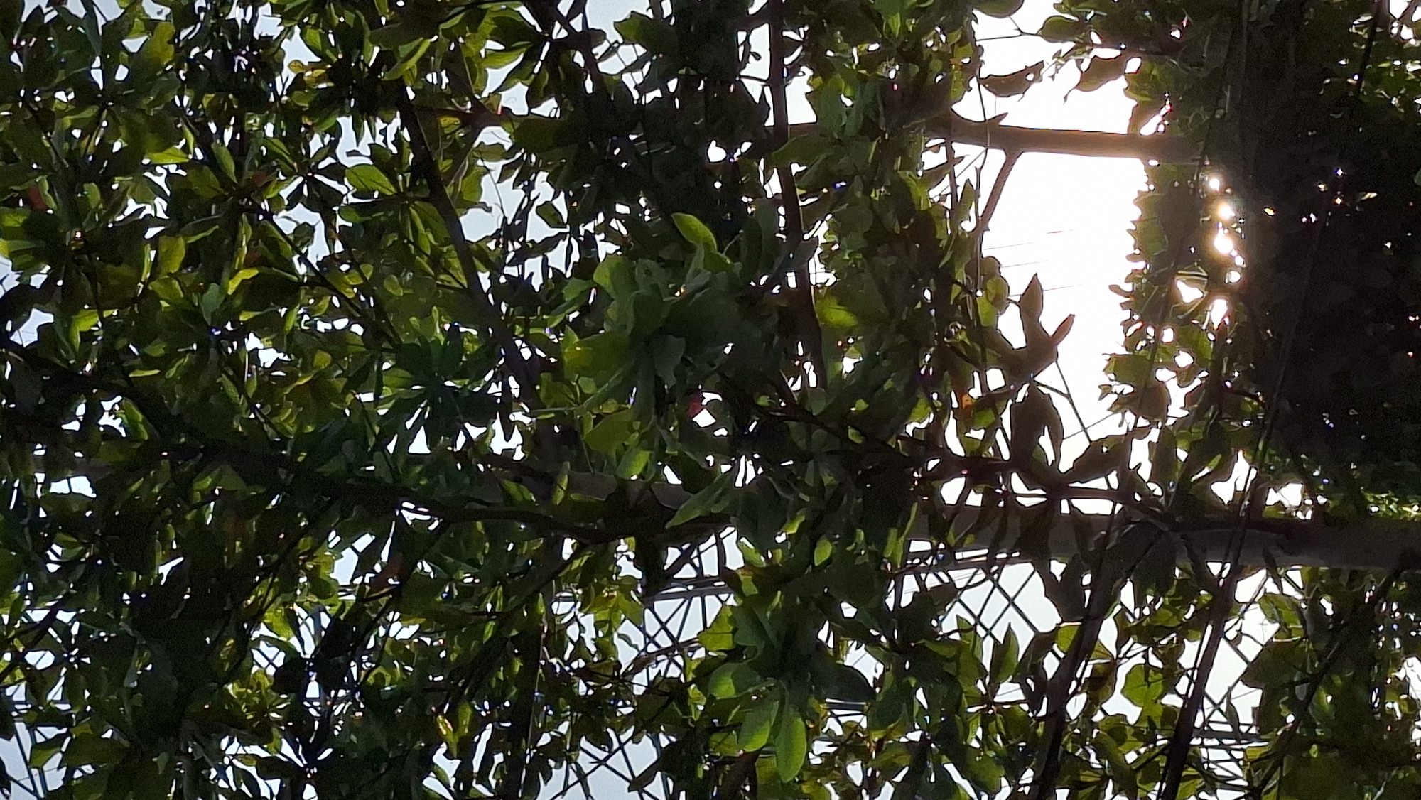 The image shows a view looking up through the canopy of a tree with dense green foliage. Sunlight filters through the leaves, creating a dappled effect. In the background, the sky is visible with some faint structures that appear to be part of the urban environment of Lhokseumawe, Indonesia. The branches of the tree are dark and intricate, forming a complex pattern against the brighter sky. Some wires are also visible stretched horizontally between trees or poles. The overall impression is one of natural beauty within an urban setting.