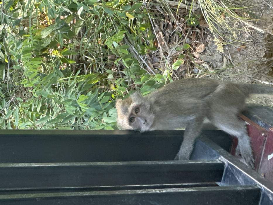In Phra Ae, Thailand, a macaque monkey is observed in an outdoor setting. The animal, exhibiting grayish-brown pelage and a lighter facial region, is positioned on the left side of the frame, partially obscured by a dark, multi-bar railing. Its right forelimb grips a vertical component of the railing, while its right hindlimb rests on a reddish-brown horizontal support structure. The monkey's head is angled slightly upward and to its right, with its gaze directed towards the observer. The background is composed of dense green vegetation, including various leafy plants and dry detritus, illuminated by direct sunlight.