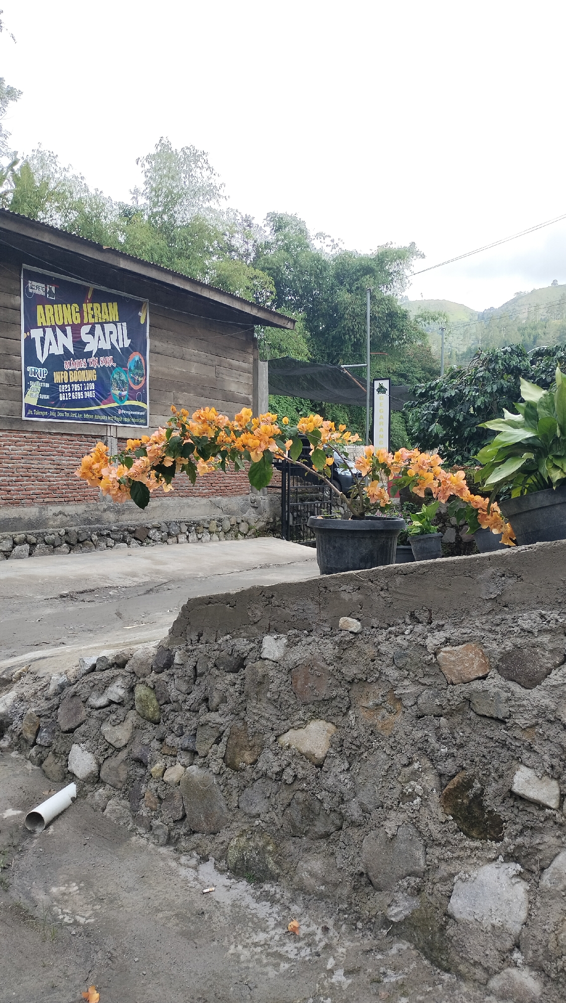 This image depicts an outdoor scene in Tansaril, Indonesia. The foreground features a rustic stone wall with a white pipe protruding from the left side. Beyond the wall, a path leads towards a building with a weathered wooden facade. Prominently displayed on the building is a banner advertising "ARUNG JERAM TAN SARIL," which translates to "Tan Saril Rafting." The banner also includes contact information for "INFO BOOKING," with phone numbers 0823 7857 1009 and 0812 6995 0405. The text also mentions "Jln. Takengon-Inong, Desa Tat Saril, Kec. Bederen, Kabupaka Hayate" and a social media handle.
A vibrant bougainvillea plant with bright orange-yellow flowers cascades over the path, adding a splash of color to the scene. In the background, lush green trees and hills suggest a natural, possibly mountainous, environment. A few potted plants are visible, including one with large green leaves. The sky is overcast, indicating a cloudy day. The overall atmosphere is peaceful and suggests a tourist or recreational area focused on adventure activities like rafting. The presence of the banner and the building implies this is a business or operational base for the rafting service.