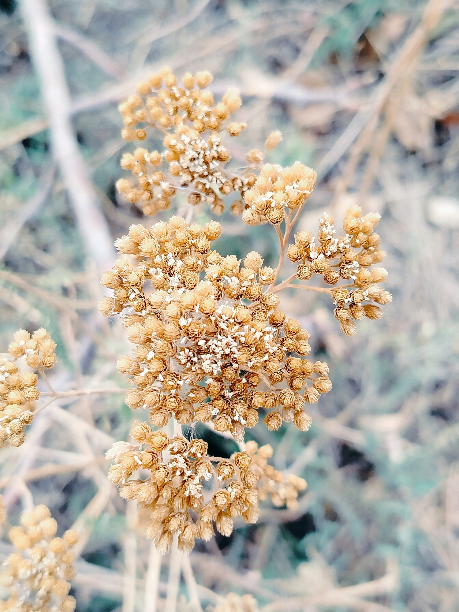 A close-up, slightly desaturated photograph focuses on dried flower clusters. The flowers are small, numerous, and a light golden-brown color, appearing almost like dried seeds or buds. They are arranged in a branching, spray-like pattern. Some of the flower heads have fine white specks, possibly frost or pollen. The background is blurred and out of focus, showing a soft wash of pale greens, blues, and whites, suggesting a natural outdoor environment with dry grasses or foliage. The lighting is soft, and the overall impression is one of delicate, withered natural elements. The location in Көлкент, Kazakhstan is not discernible from the image itself.