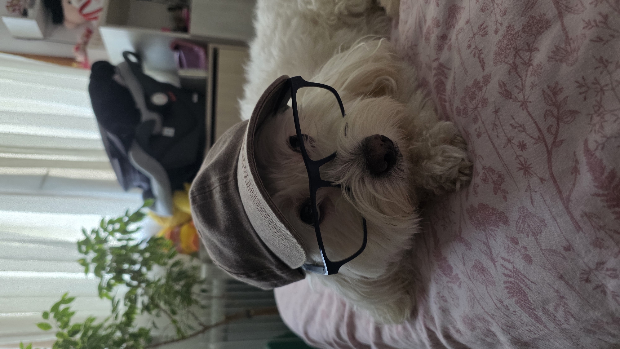A charming indoor scene features a small, white, fluffy dog lying on a pink patterned blanket. The dog is adorned with a grey flat cap and black-framed eyeglasses, giving it a playful, intellectual, or distinguished look. Its head is slightly tilted, and it gazes towards the viewer. The blanket it rests upon displays a delicate botanical or floral pattern in a darker pink or reddish hue. In the background, natural light filters through horizontal window blinds on the left. Below the blinds, a green leafy houseplant is visible, alongside a blurred yellow object, possibly a flower. To the right of the blinds, furniture, likely a shelf or cabinet, holds indistinct items. The overall impression is a lighthearted and humorous depiction of a pet dressed up. The time of day appears to be daytime, indicated by the ambient light. No visible text is present.