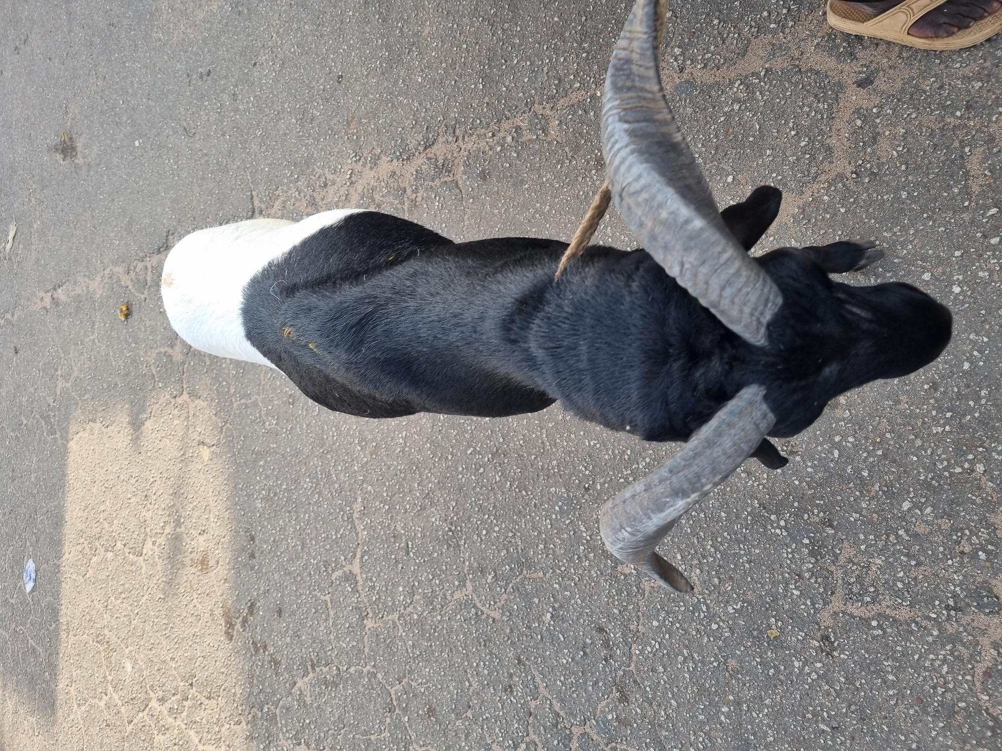 A high-angle, medium shot shows a black and white ram with large, curved horns. The ram is standing on a gray, paved surface. A tan sandal with toes is visible at the top right corner of the frame. A piece of string is looped over the ram's head. The location is possibly Jos, Nigeria.