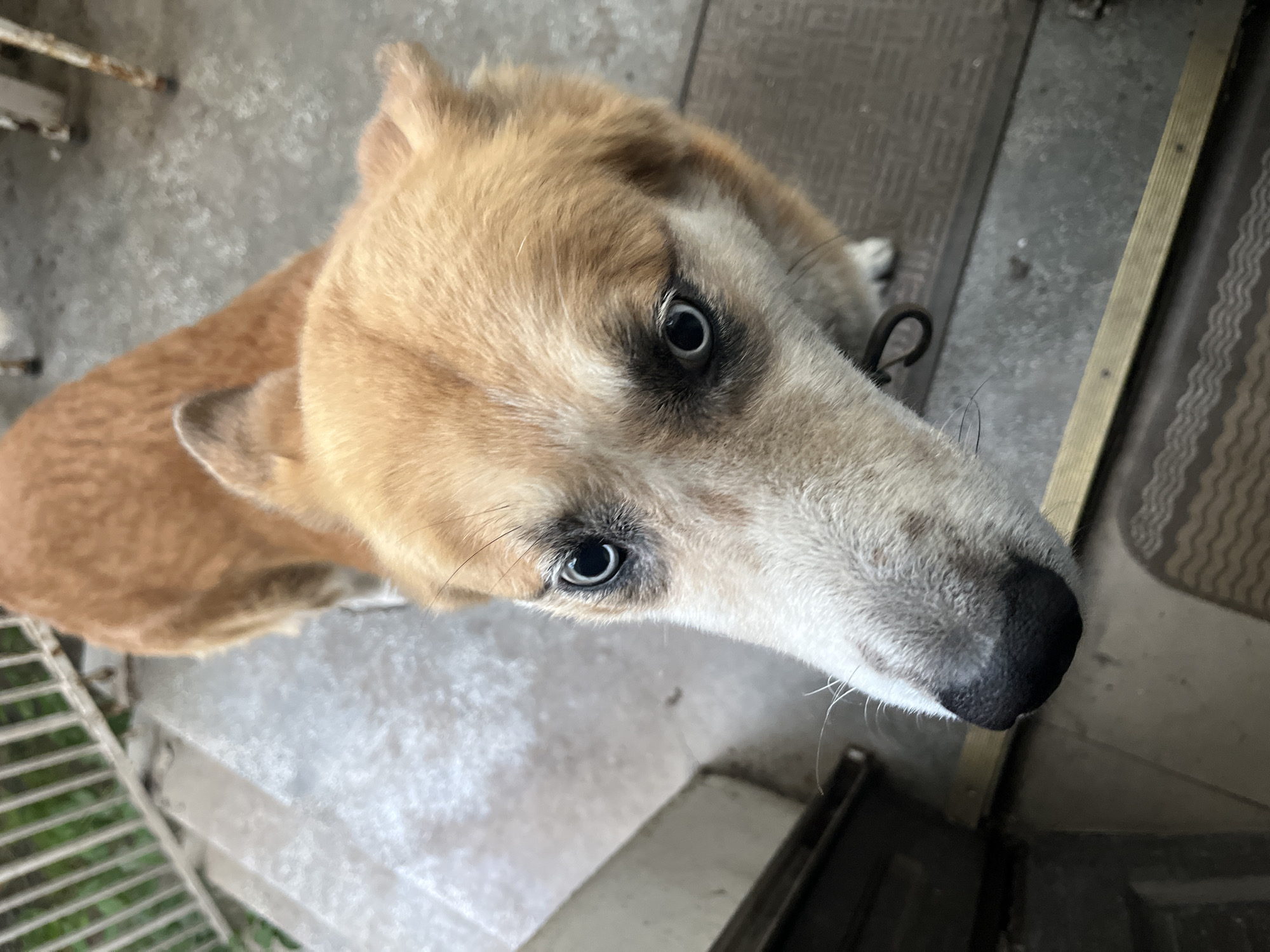 A medium-sized, tan and white dog looks upward towards the camera. The dog has a black nose and dark eyes. It stands on a concrete surface in front of what appears to be a doorway. A metal grate is visible in the lower left. The precise location in Sofia, Bulgaria, cannot be determined from the visual data.