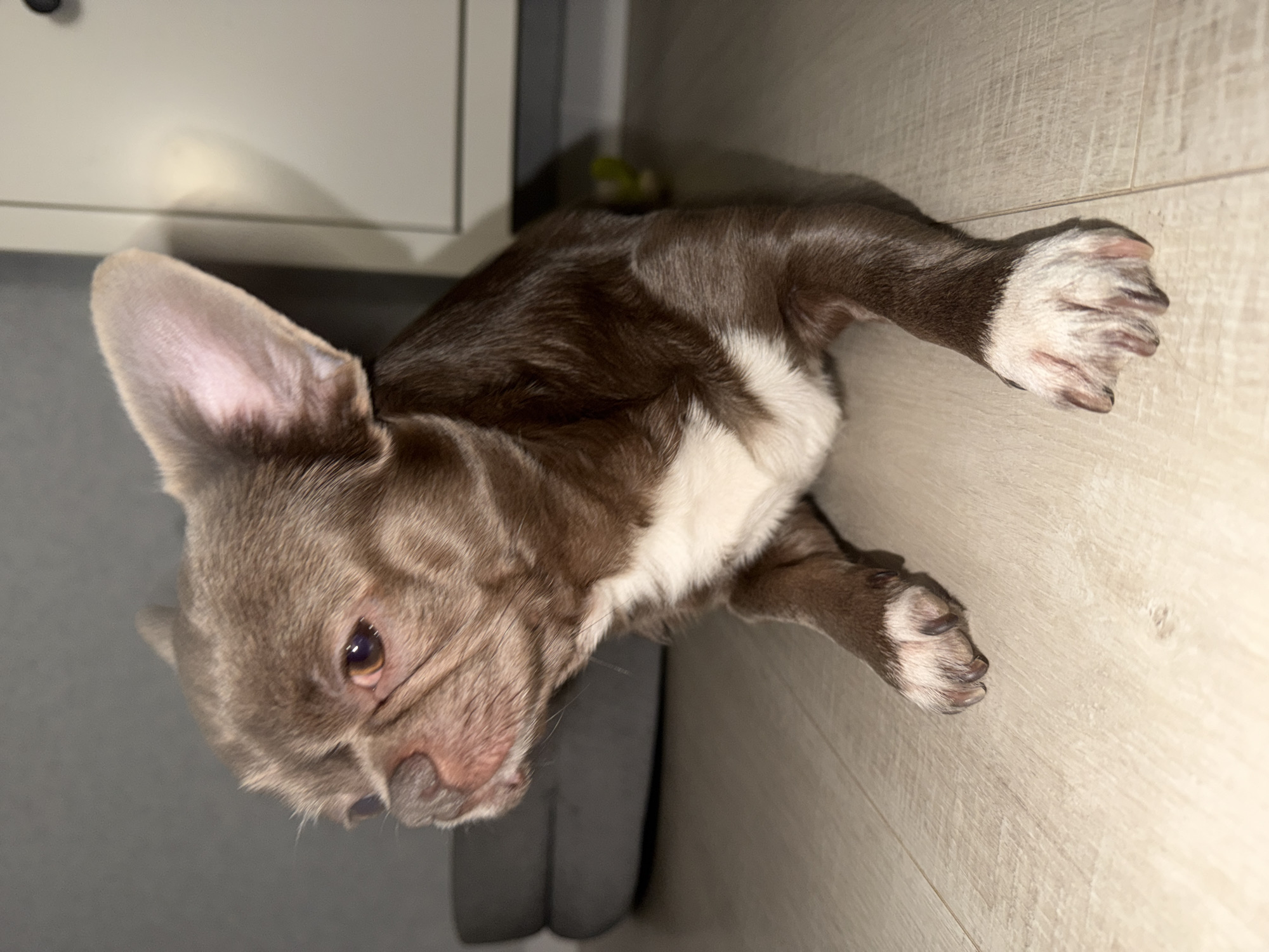 A brown and white French Bulldog puppy lies on a light wood-patterned floor. The puppy's head is oriented to the left of the frame. It has large ears and a wrinkled snout. Its body is mostly brown with a white chest. The puppy is lying next to a gray object (possibly a piece of furniture). A white cabinet is partially visible in the background. The image provides no information to suggest the location is Votkinsk, Russia.
