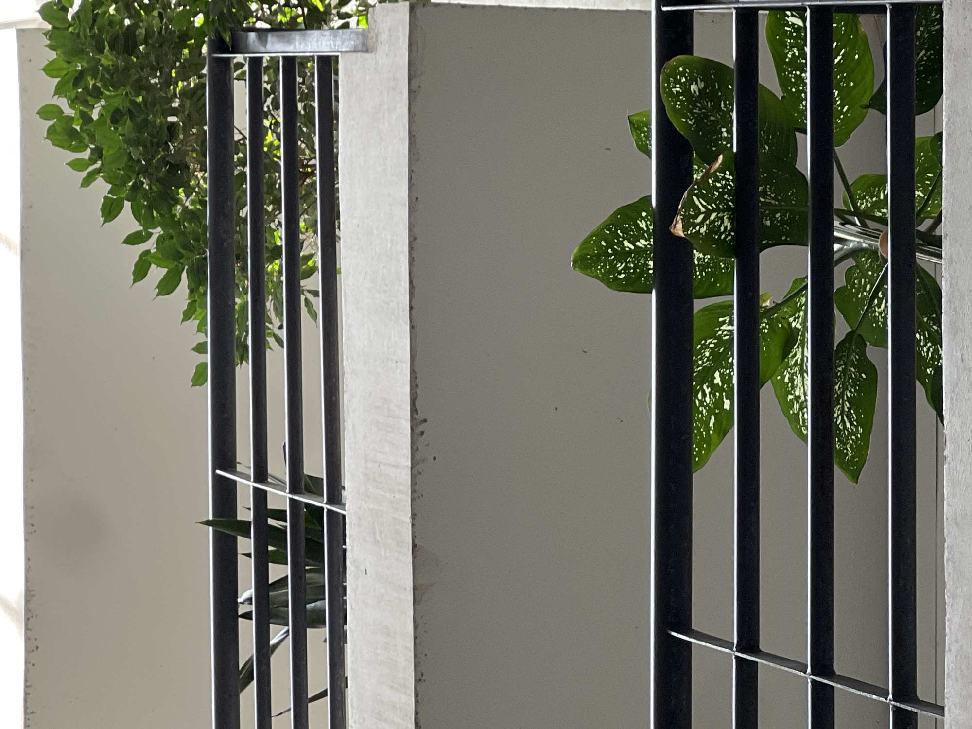 The image shows a view of two balconies of a building in Odesa, Ukraine, from below. The balconies have black metal railings. On the upper balcony, there are several tall, spiky green plants and a leafy green tree. On the lower balcony, there are large, green leaves with white speckles, indicating a potted plant. The building appears to be made of concrete. The lighting suggests it is daytime.