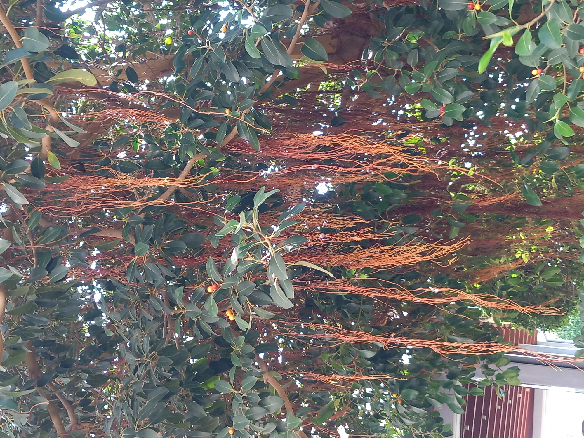 The image captures a close-up view of a large tree, likely a banyan or fig tree, with its characteristic aerial roots hanging down. The leaves are dark green and glossy, forming a dense canopy. Small, round fruits, colored red and yellow, are scattered among the foliage. The roots themselves are thin, stringy, and reddish-brown, creating a curtain-like effect. In the background, there's a glimpse of what appears to be a modern building structure with horizontal slats, suggesting an urban or semi-urban setting. The lighting indicates it is daytime, with sunlight filtering through the leaves, creating bright spots. The overall impression is one of lush, natural growth within a developed area.
The location is identified as the city of Kos, Greece. This specific scene appears to be a tree located within an outdoor public space or garden area in Kos. The presence of the building in the background suggests it might be near a café, park entrance, or a commercial establishment that has incorporated significant greenery. There are no people visible in the image. The focus is entirely on the natural elements of the tree.