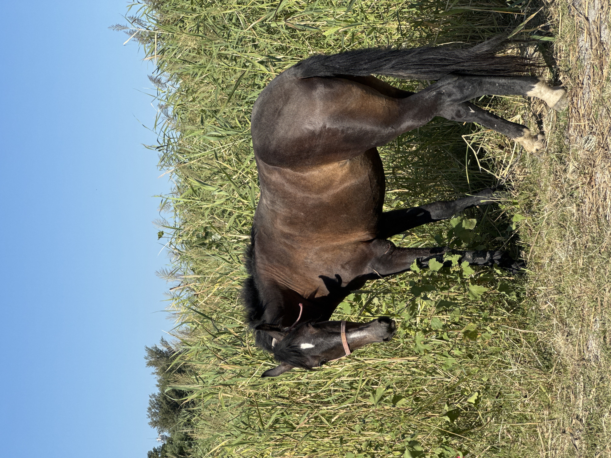 The image depicts a brown horse with a pink halter standing in a field of tall green grass and reeds under a clear blue sky. The horse is facing to the left of the frame and appears to be grazing. The environment is natural and rural, with no buildings or man-made structures immediately visible. The lighting suggests it is daytime, likely sunny. No people are present in the image. The image does not provide any specific visual cues to indicate a location within the city of Rostov-on-Don, Russia.