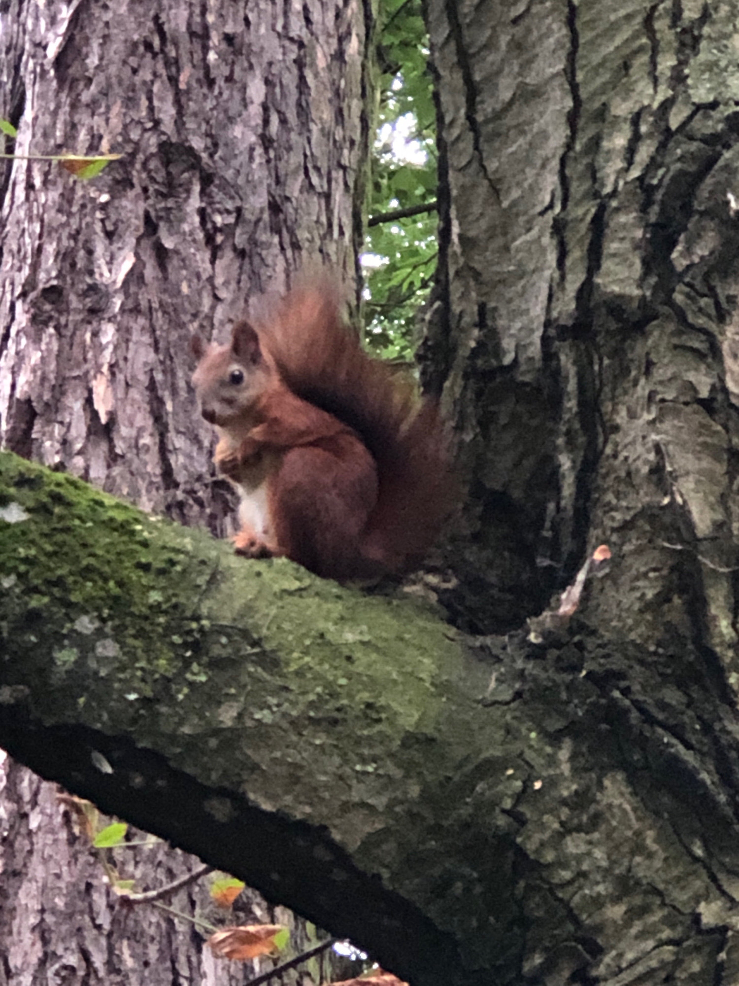 A red squirrel with a bushy tail sits on a moss-covered tree branch in Lviv, Ukraine. The squirrel is facing to the left, with its paws clasped together. Its fur is reddish-brown, with a lighter underside. The tree bark is rough and textured. Green leaves are visible in the background, suggesting it is springtime or summer. The image is taken from a low angle, looking up at the squirrel.
