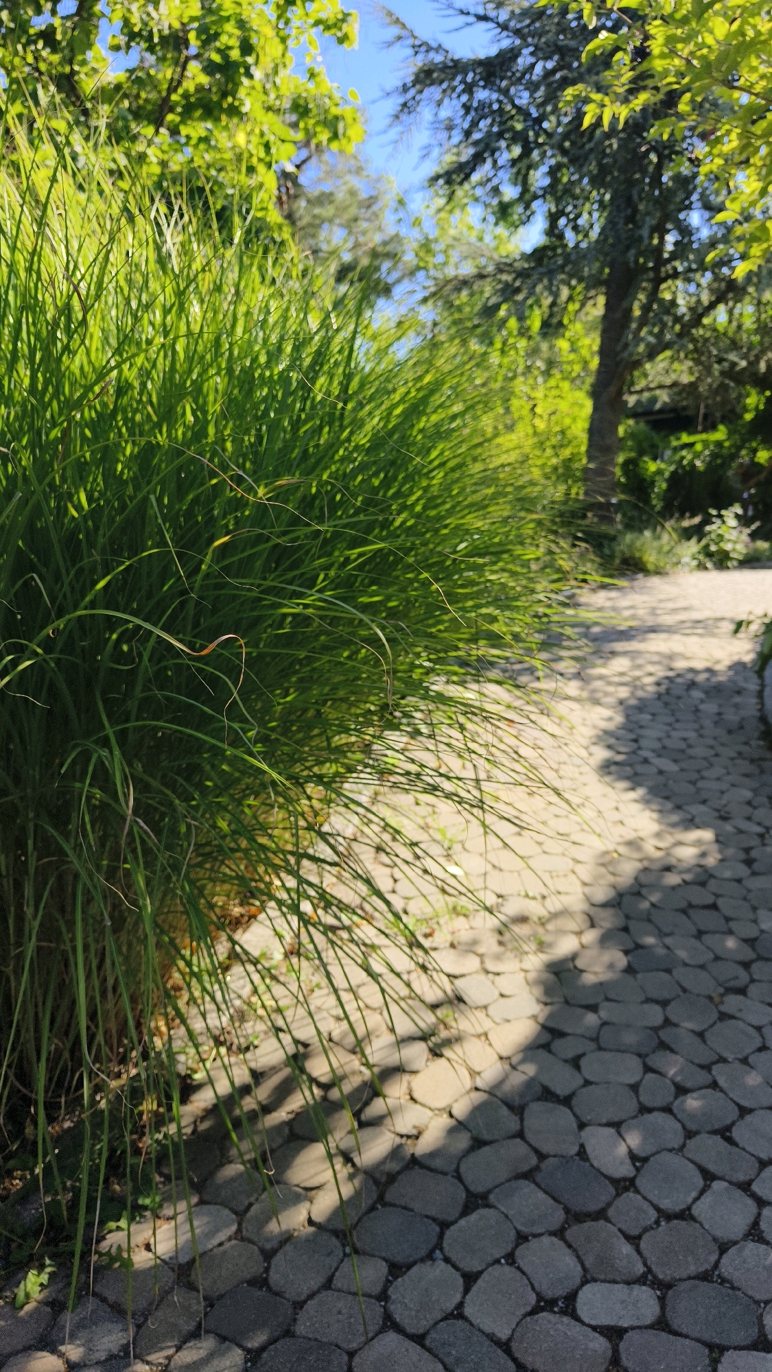 A close-up shot focuses on a dense clump of bright green ornamental grass in the foreground, its thin blades casting long shadows onto a paved walkway. The walkway is constructed from irregularly shaped, light gray stones arranged in a somewhat hexagonal pattern, with visible grout lines. Sunlight filters through the leaves of trees in the background, creating dappled light and shadow effects on the grass and the path. The trees are lush and green, with a blue sky visible through the canopy. The overall impression is a serene outdoor scene, possibly a garden or park setting, with the natural elements of grass and trees contrasting with the man-made walkway. The specific location in Langenlois, Austria, is not visually identifiable from the image itself but is provided as context.