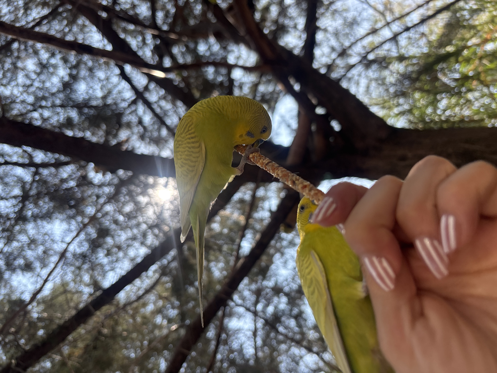 This close-up photograph captures an engaging interaction between two yellow-green budgerigars and a human hand, set outdoors in Puebla, Mexico. The scene unfolds under a canopy of trees, with bright sunlight dappling through the leaves and branches, creating a luminous, out-of-focus bokeh background.
The primary activity shows a person's hand holding a textured treat stick, likely millet, for the budgies. One budgie is prominently featured, perched on the stick, with its head bent down, actively pecking at the treat. Its detailed yellow-green feathers and patterned wings are clearly visible. A second budgie is partially visible on the right, perched directly on the person's hand, also facing the treat stick, indicating its participation in the feeding.
The human hand, entering the frame from the right, is adorned with manicured nails featuring distinctive white stripes. The bright natural light suggests it is daytime, possibly morning or late afternoon, with a visible sun flare on the left adding to the natural ambiance. The perspective looks upwards into the sunlit tree canopy, enhancing the natural, serene setting. No text is visible in the image.