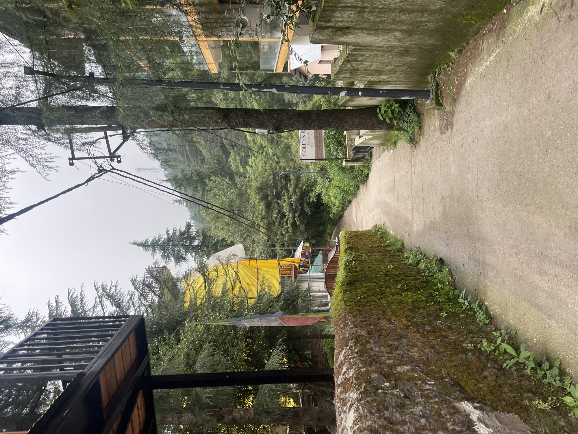 A narrow, paved lane winds through a dense, green forest in Dharamkot, India. On the left, a low, moss-covered stone wall runs along the lane, partially obscured by lush vegetation. Above the wall, a building with a dark metal balcony extends into the frame. A bright yellow tarp is draped over a structure further down the lane, with prayer flags strung across its facade. On the right side of the lane, a modern building with yellow accents and glass balconies rises, bordered by a mossy concrete wall. A signpost for "GOLDEN RESORT" is visible amongst the greenery. Overhead, electrical wires crisscross the sky, supported by wooden poles and a lone tree. The overall atmosphere is serene and natural, with the man-made structures blending into the verdant landscape. The weather appears overcast, contributing to a soft, diffused light.