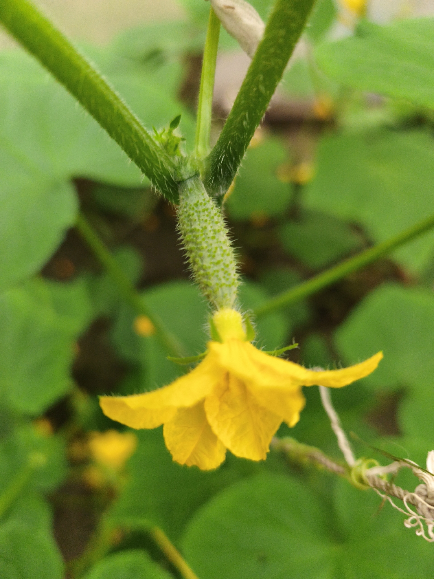 A close-up, shallow depth of field shot shows a young cucumber plant with a small, developing cucumber and a yellow flower. The cucumber is green and spiky, hanging from a hairy stem. The yellow flower, with delicate petals, is partially obscuring the cucumber. The background is a blur of green leaves and dark soil, suggesting an outdoor garden setting. There is no indication of the city of Liepaja, Latvia.