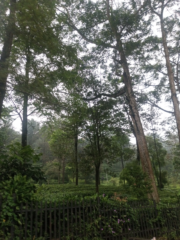 The image captures a serene, lush landscape, likely a tea plantation, viewed from behind a fence. The scene is dominated by various shades of green from dense foliage under an overcast sky.
In the immediate foreground, a dark-colored, rustic fence stretches across the bottom of the frame, partially obscured by green vegetation, vines, and small plants. Some small, delicate light purple flowers are visible among the greenery clinging to the fence on the lower left side.
Beyond the fence, the midground reveals a vast expanse of neatly cultivated green bushes, characteristic of a tea plantation, stretching across gentle slopes. Several medium-sized trees are interspersed throughout the tea bushes, their trunks and branches visible, adding vertical elements to the rolling landscape.
The upper half and background of the image are dominated by numerous tall, mature trees with substantial trunks and dense canopies of green leaves. These trees frame the scene, with their branches reaching towards a bright, diffused, and overcast sky, which suggests a cloudy day or soft light conditions. The varying sizes and species of trees contribute to the depth and natural feel of the environment.
The overall impression is one of peaceful natural beauty, hinting at a humid, possibly misty climate common in tea-growing regions. There is no visible text or identifiable activity taking place; the image is a static snapshot of a verdant agricultural landscape.