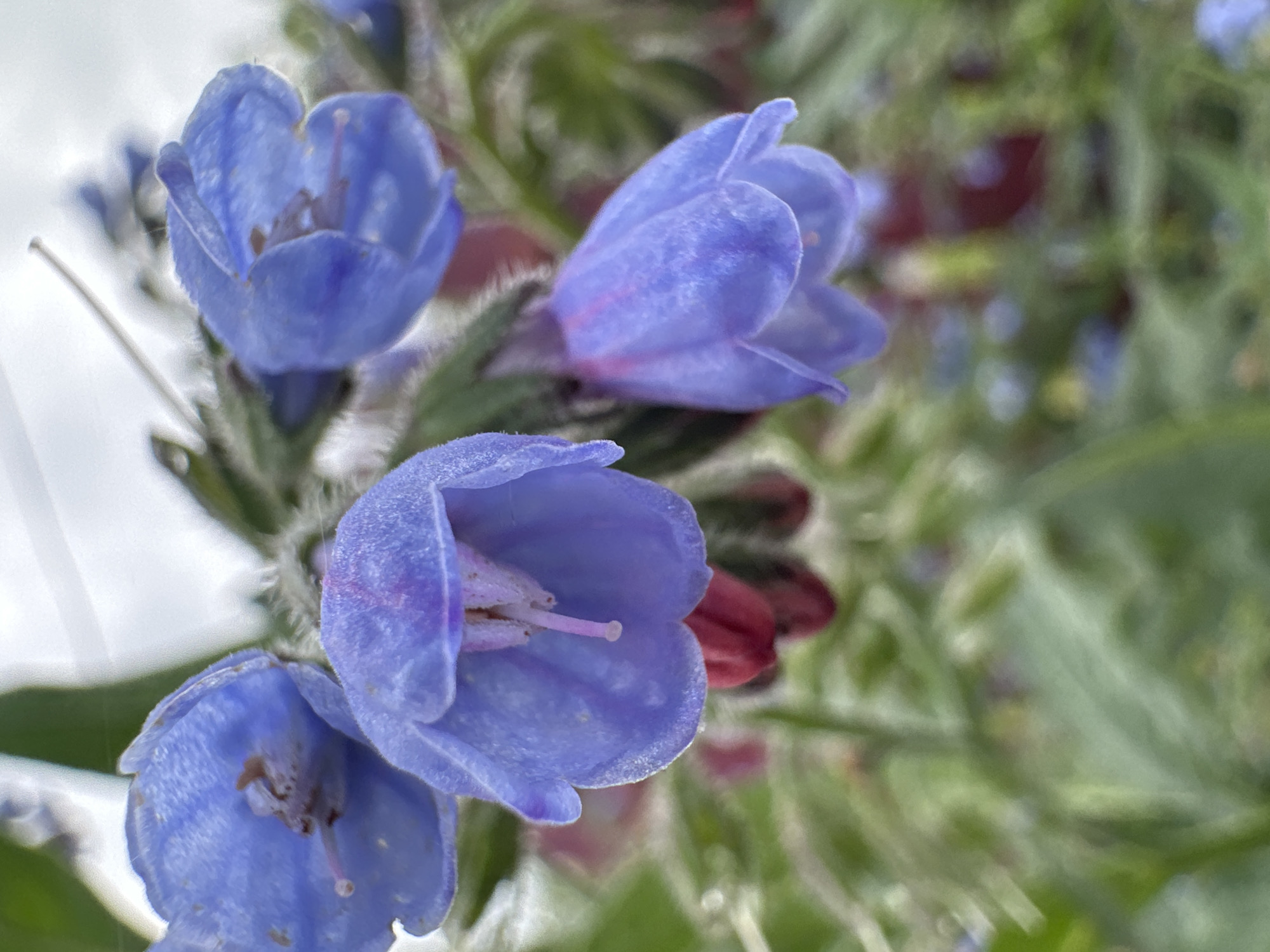 In Yaroslavka, Russia, a close-up, high-angle shot captures a cluster of blue, bell-shaped flowers. The flowers are the primary focus, with their velvety texture and delicate purple stamens visible. Some buds, in shades of red and pink, are present among the blooms. The background is softly blurred, featuring green foliage and hints of other small blue flowers. The lighting is overcast, suggesting a natural, outdoor setting.