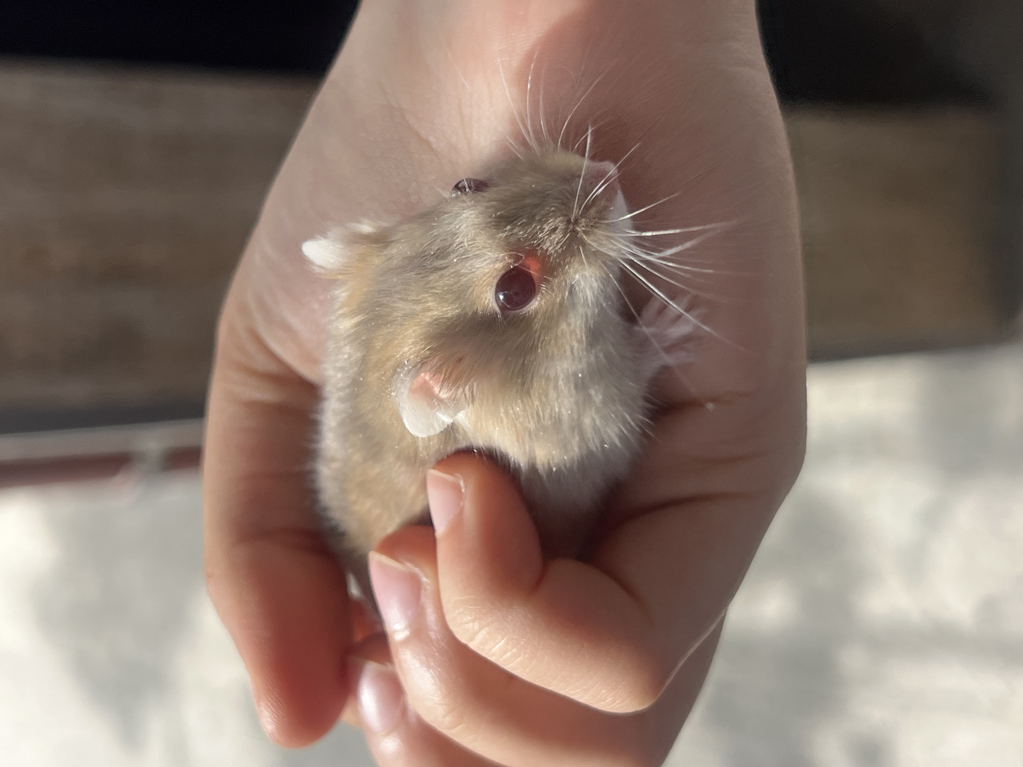 A tan hamster with white markings is held in a person's hand. The hamster has red eyes and long, white whiskers. The background is blurry, but appears to show an interior space. No information suggests this image was taken in Yerevan, Armenia.