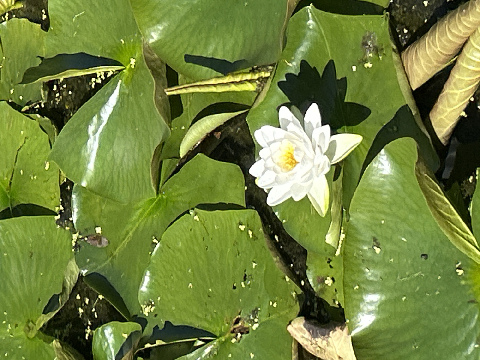 A close-up, vertical, outdoor shot shows a white water lily in bloom, nestled among large, vibrant green lily pads in a body of dark water. The water lily, with its bright yellow center, is the clear focal point. The surrounding lily pads are glossy and smooth, with some showing subtle textures and small flecks of debris on their surface. The scene appears to be a tranquil natural setting, possibly a pond or garden feature within a city park. There are no people or animals visible in the image. The lighting suggests a sunny day, casting soft shadows from the lily pads. This image could have been taken in one of Montreal's many beautiful parks, such as the Montreal Botanical Garden or Parc Jean-Drapeau, where water features are common.