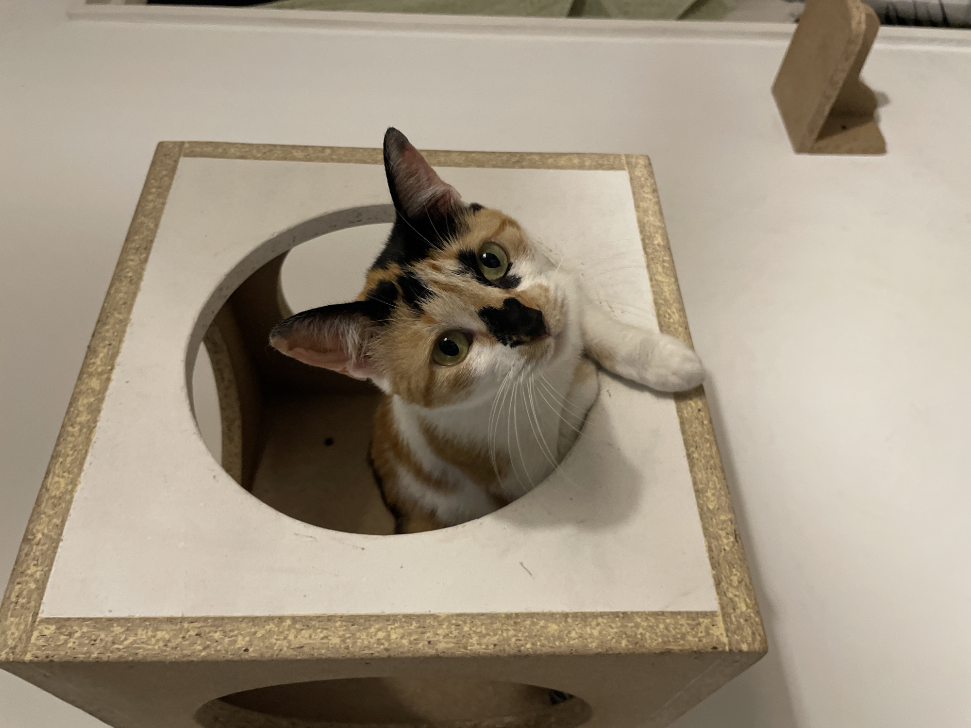 A medium-shot photograph shows a calico cat peering out of a white, cube-shaped cat house with a circular opening. The cat has a black patch on its nose, green eyes, and a mix of orange, black, and white fur. One of its white paws rests on the top edge of the cat house. The cat house is made of particle board. The cat house sits on a white wall with a small, wooden, bracket visible in the upper right corner of the image.