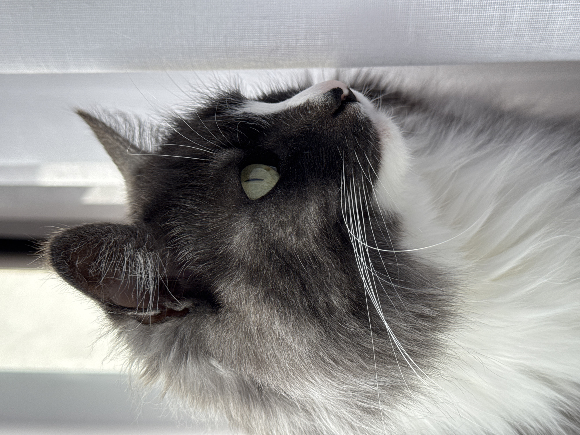 A close-up, high-angle shot depicts a gray and white cat looking upwards towards a white surface, possibly a window shade or curtain. The cat's fur is medium to long length, with gray fur around the head and ears transitioning to white fur around the neck and chest. The cat's left ear is visible, showing the inner ear detail. One green eye is clearly visible, and a pink nose is pointed upwards. The background is out of focus, but appears to be a light-colored wall and window. There is no indication in the image that it was taken in Izhevsk, Russia, or any other specific location. There are no people in the image.