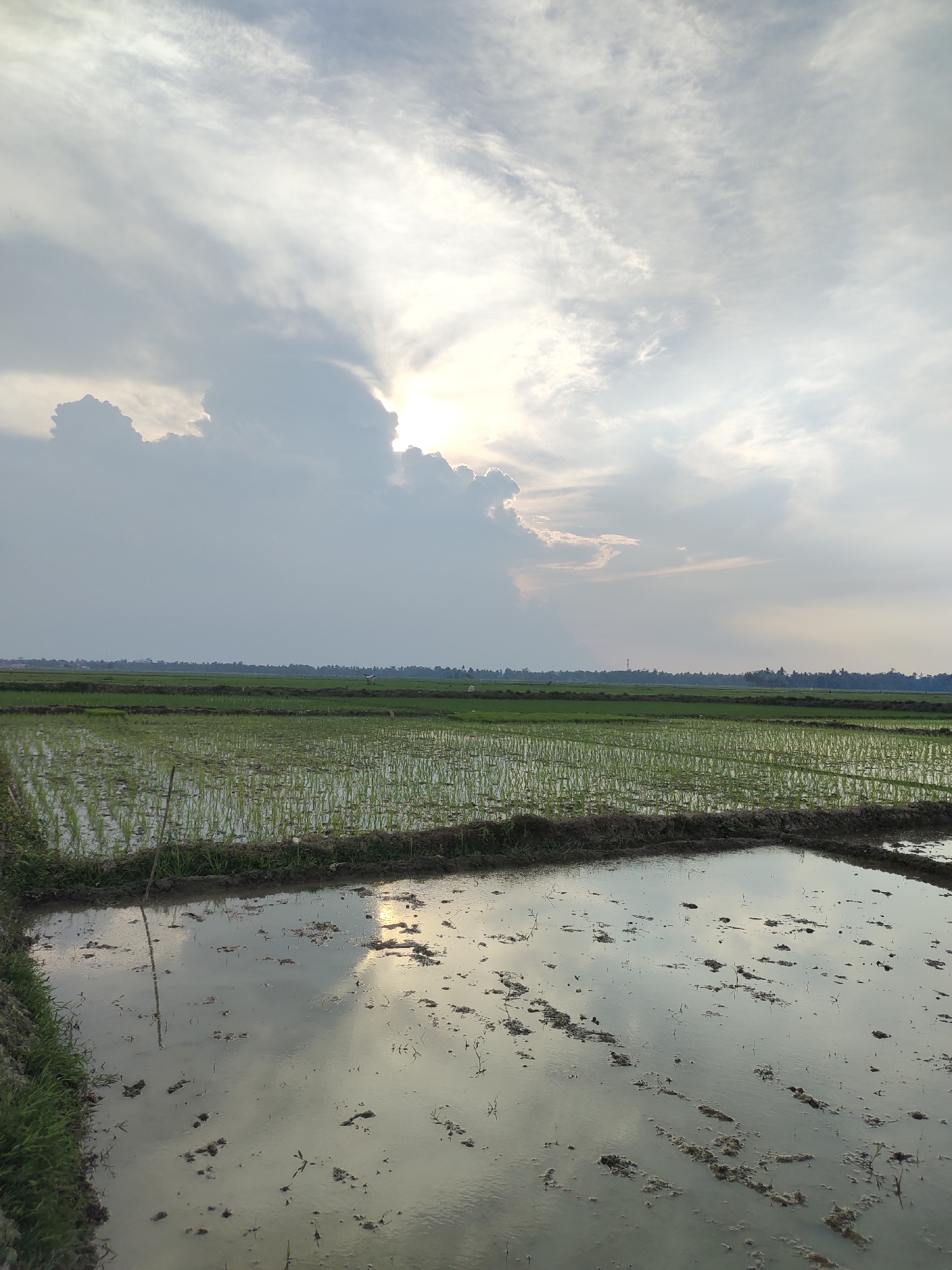 The image depicts a rice paddy field in Rayeukmatangkuli, Indonesia. The sky is filled with dramatic clouds, with the sun peeking through, casting a bright light. The foreground is dominated by the flooded paddy field, reflecting the sky and clouds. Rows of young green rice shoots are visible in the mid-ground, extending towards a distant treeline. The overall scene is one of natural beauty, showcasing the agricultural landscape of the region.