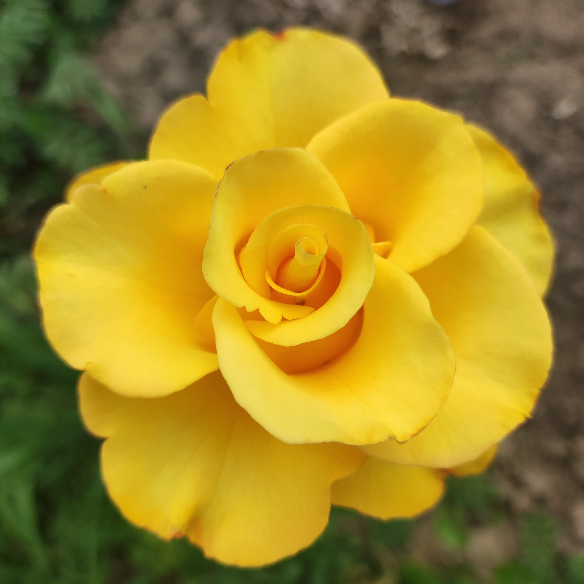A close-up, high-angle shot features a vibrant yellow rose in full bloom, its petals layered in a spiral pattern towards the center. The background is softly blurred, showing muted green foliage and brown earth, suggesting an outdoor garden setting. There are no people or discernible structures visible in the image. The image does not contain any information that would allow for the determination of its location within Navoloki, Russia.