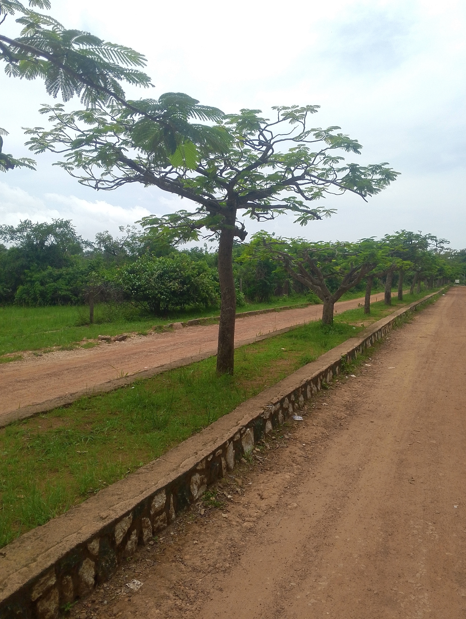 The image depicts a dirt road in a park-like setting, with a line of trees on the left side and a grassy area between the road and the trees. The road appears to be unpaved and shows signs of wear and tear, with some loose gravel and dirt. The trees are evenly spaced and form a natural canopy over the grassy area. The sky is overcast, suggesting it might be a cloudy or rainy day. The overall impression is one of a serene and natural environment, possibly a public park or a nature reserve. The specific location in the city of Jos, Nigeria, is not identifiable from the visual information provided in the image.