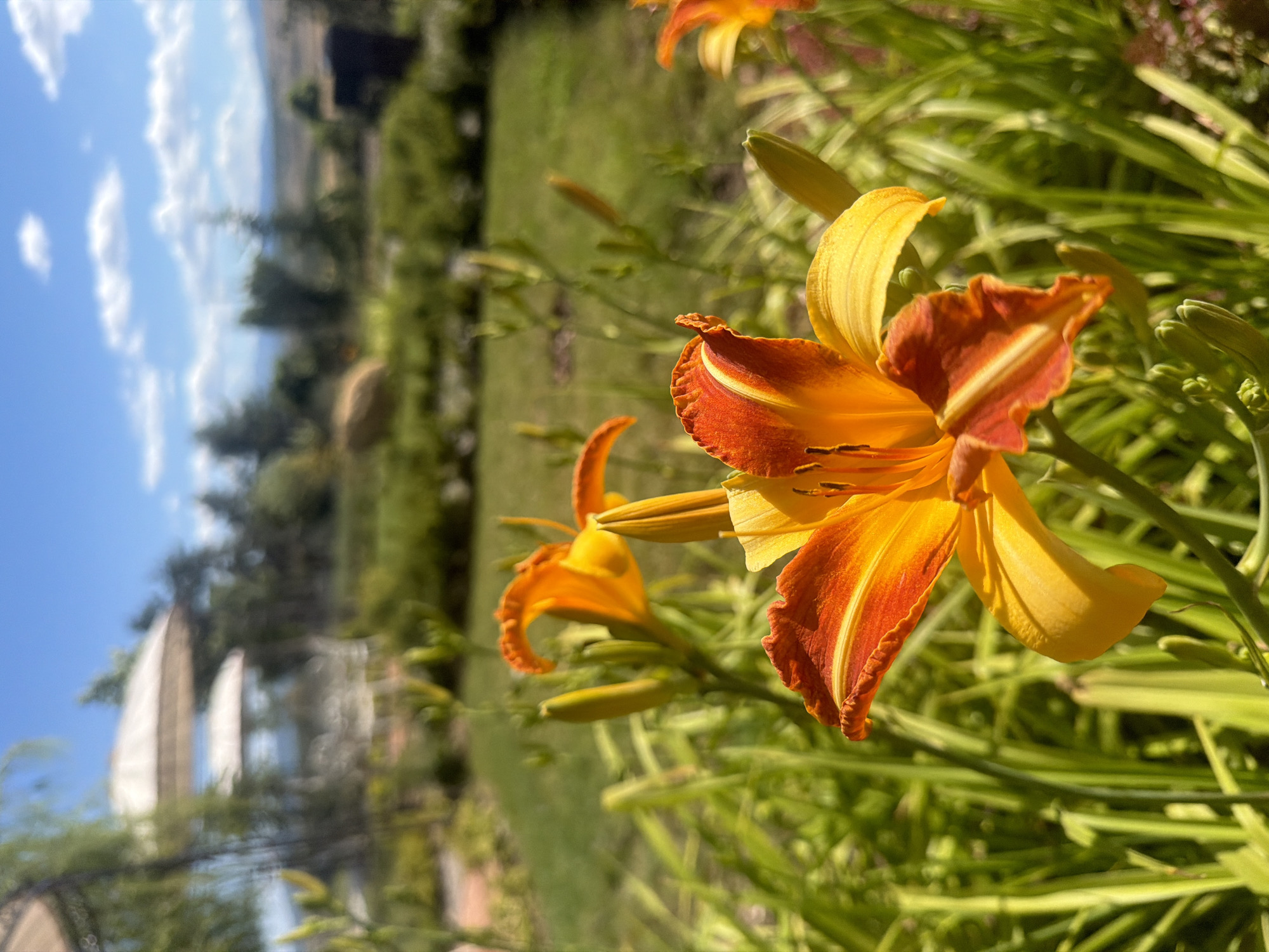 This is a close-up, eye-level, outdoor photograph of orange and yellow daylilies in bloom. The flowers are the primary focus, with the foreground dominated by the vibrant petals and lush green foliage of the plants. In the background, a softly focused garden scene is visible, featuring manicured green grass, distant trees, and a hazy view of hills under a partly cloudy blue sky. Two white patio umbrellas are partially visible in the upper left of the frame, suggesting an outdoor seating area. The overall impression is one of a sunny, tranquil garden setting. The location is identified as Kocherinovo, Bulgaria.