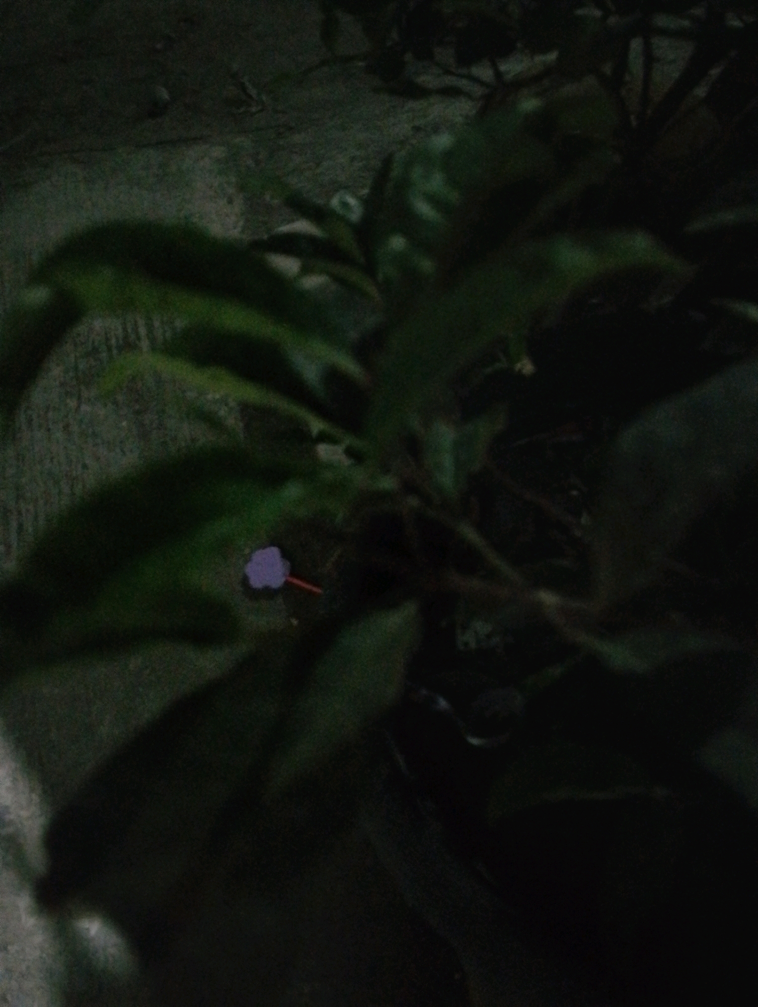 The image shows a close-up of a small, purple flower with a reddish stem against a dark, blurry background of foliage and what appears to be a concrete surface. The lighting is dim, suggesting it may have been taken at night or in a shaded area. The flower is positioned in the lower left quadrant of the frame. No people or specific environmental features that would indicate a location in Kendalrejo, Indonesia are visible.