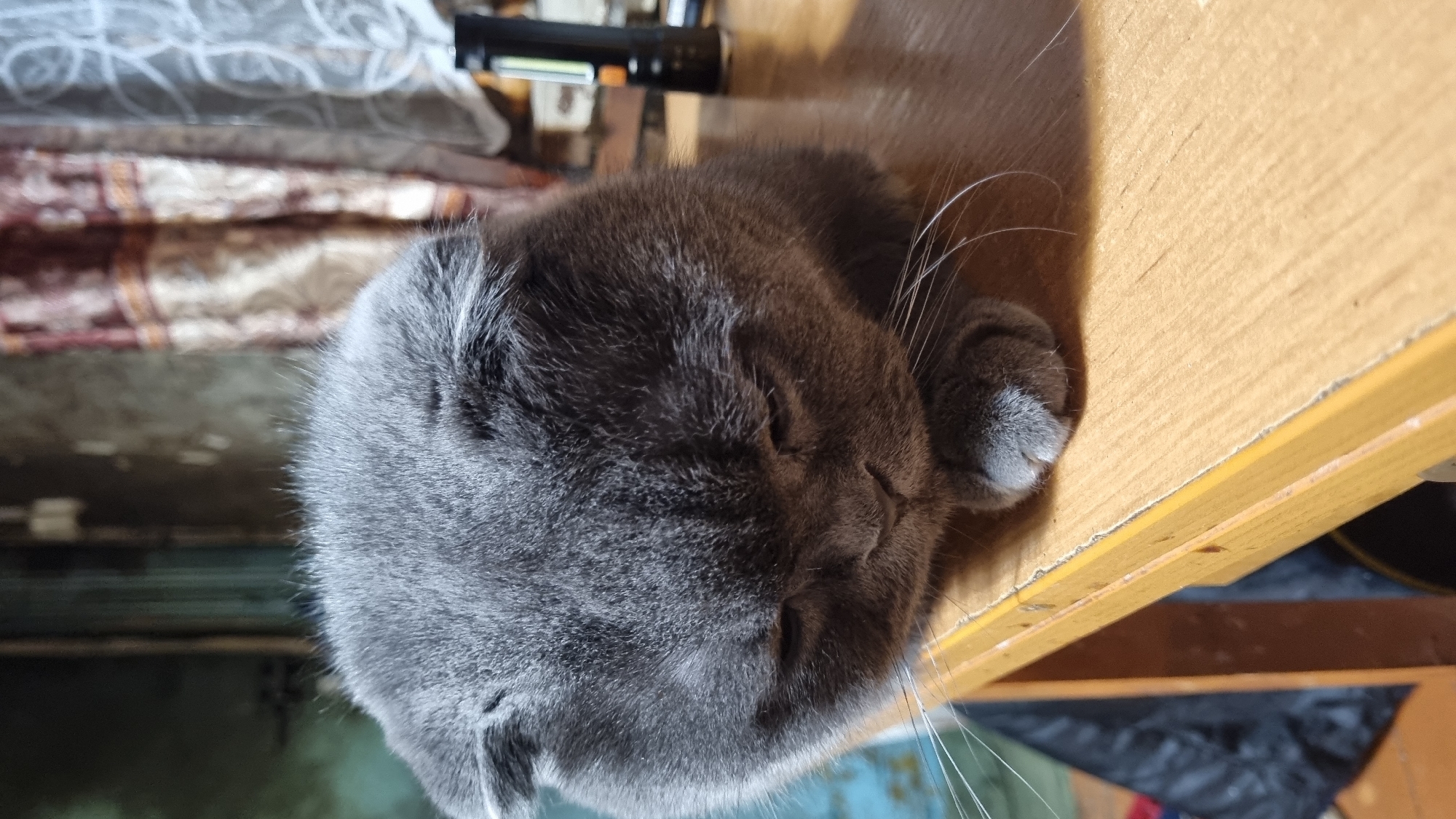 A close-up, eye-level shot shows a gray cat with folded ears resting its head on its paws on a wooden surface. The cat's eyes are closed, and its mouth is slightly open. The background is blurred, but appears to be an indoor setting with a wall and curtains. The lighting is dim, and the overall mood of the image is peaceful. The cat is likely in a home in Vysokoe, Russia.
